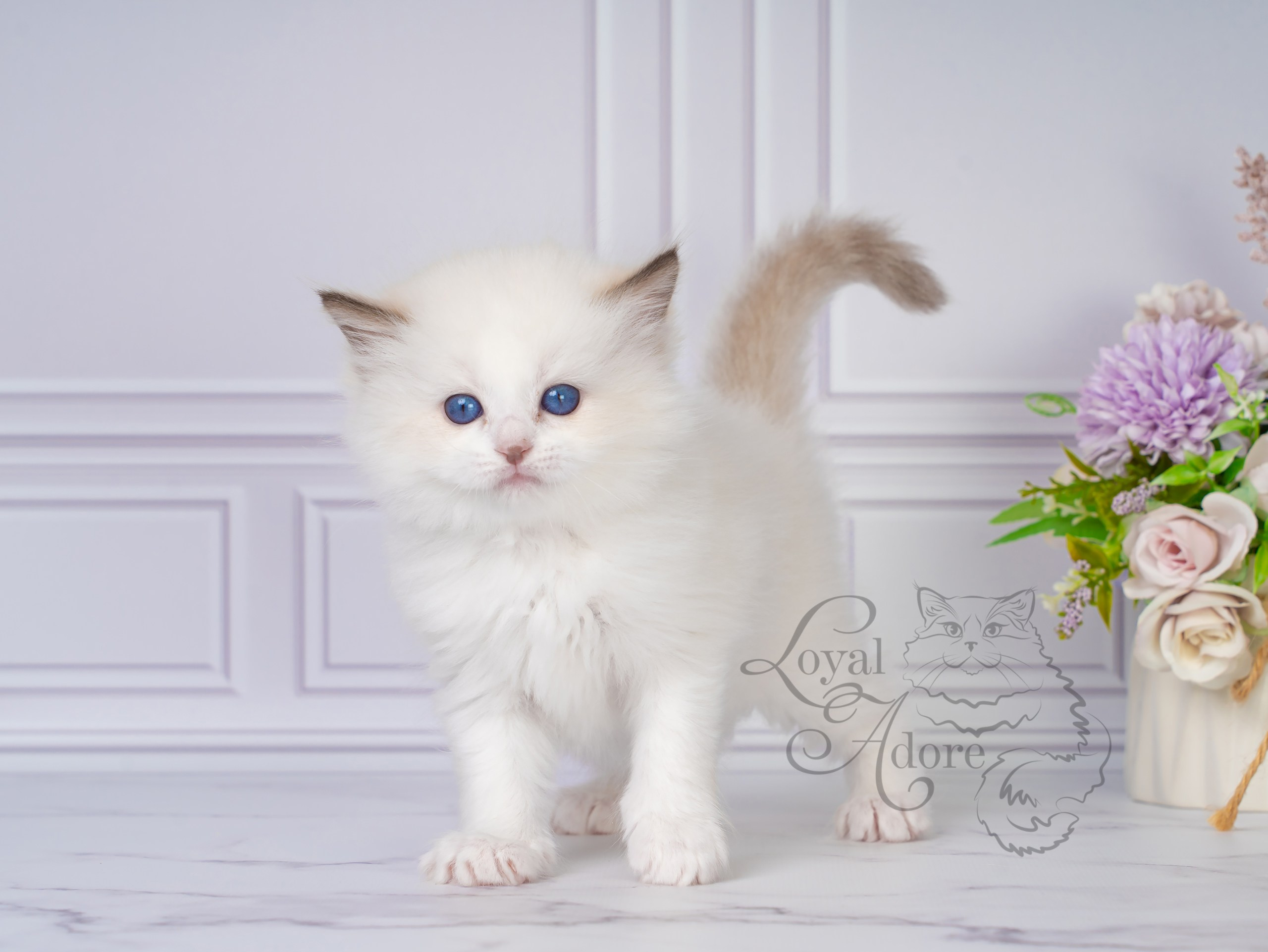 Котята рэгдолл от Loyal Adore. Питомник рэгдолл Loyal Adore