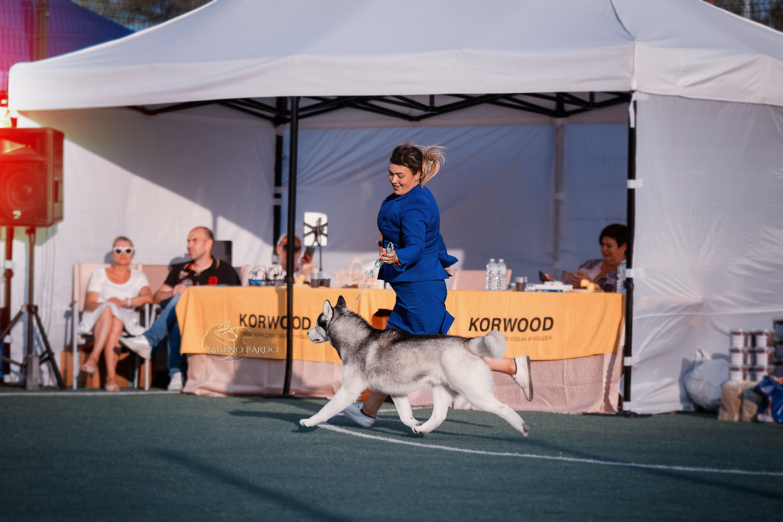 Собаки питомника Bueno Pardo. Питомник собак Акита, Хаски, Корги