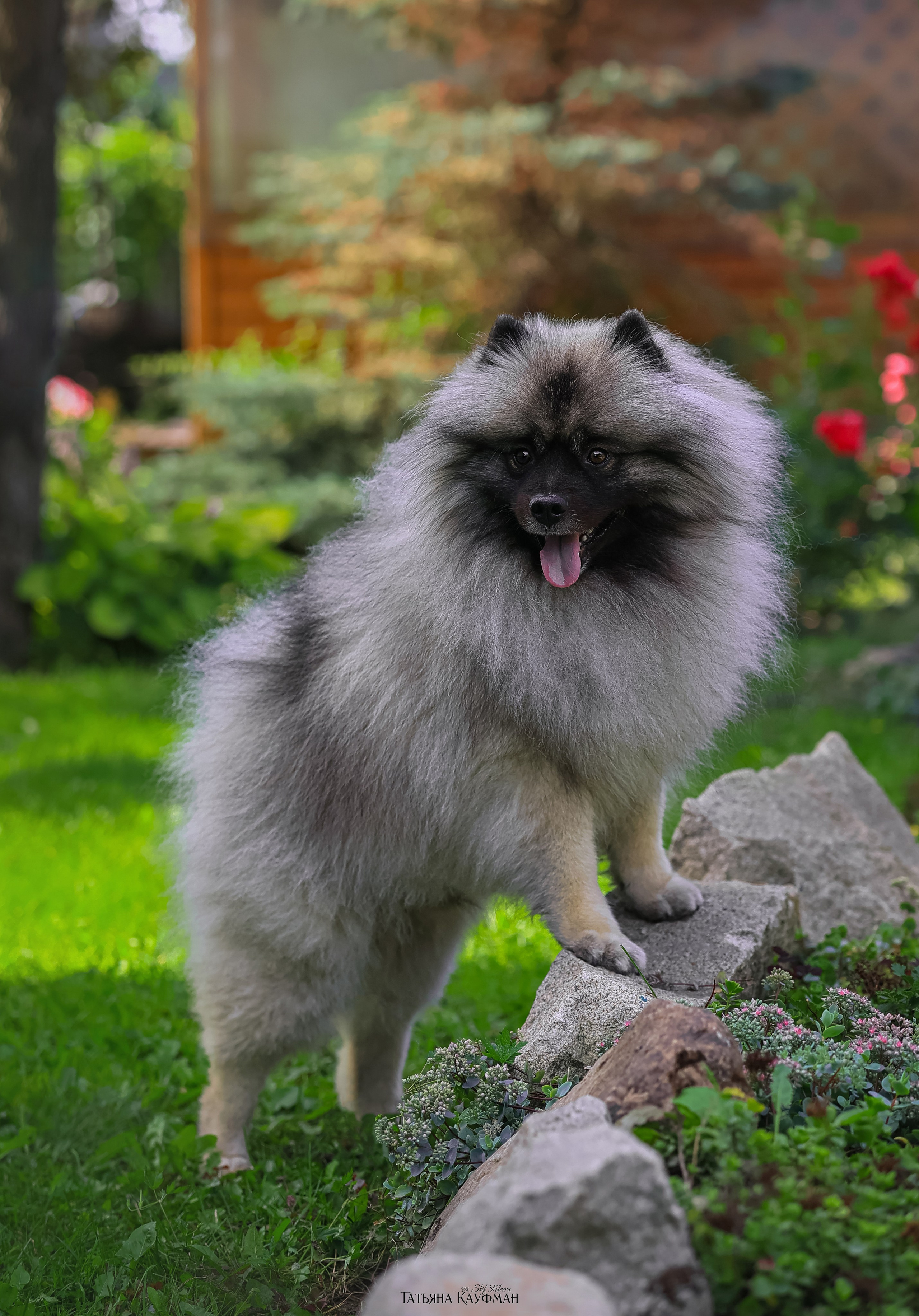 Вольф шпиц, кеесхонд, фотография шпица, красивая собака, фотограф анималист, фотокурс Анималистика, научиться фотографировать собак, фотограф Новосибирск