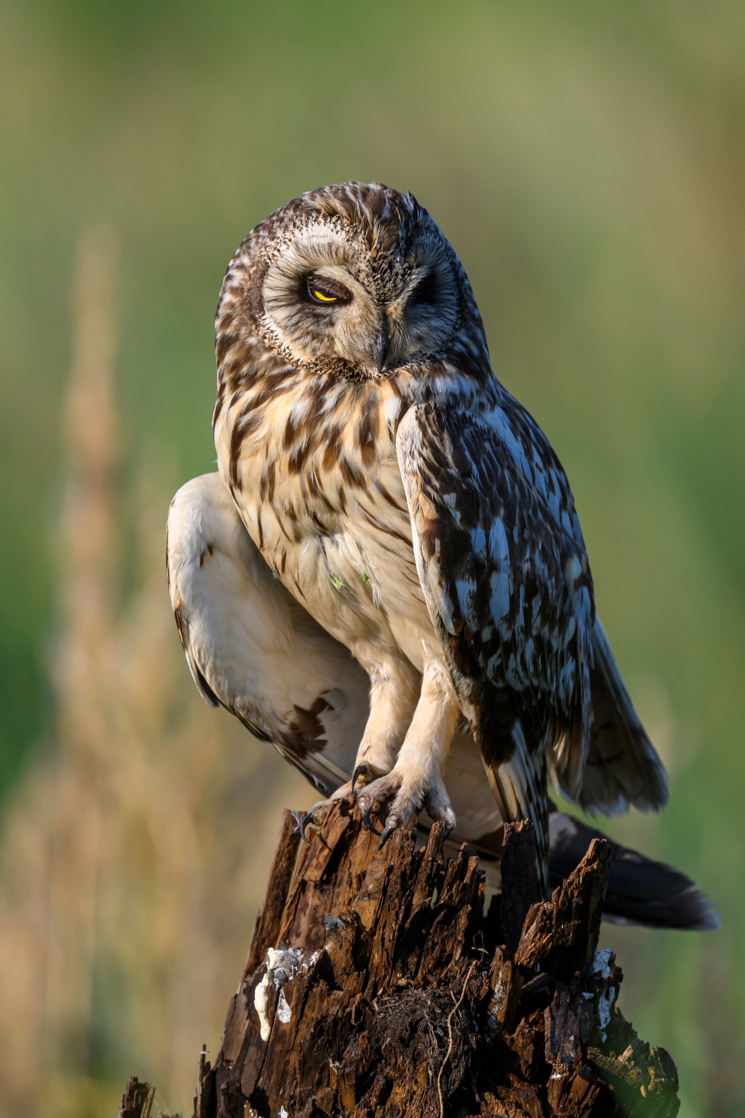 Совы умеют улыбаться. Owl can smile. Wildlife photography by Sergey Puponin