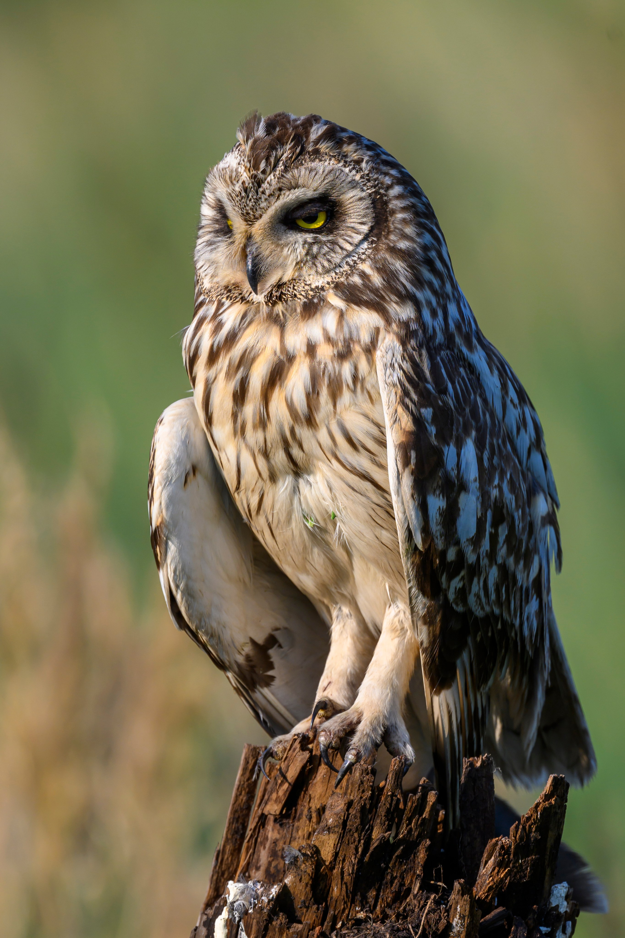 Совы умеют улыбаться. Owl can smile. Wildlife photography by Sergey Puponin