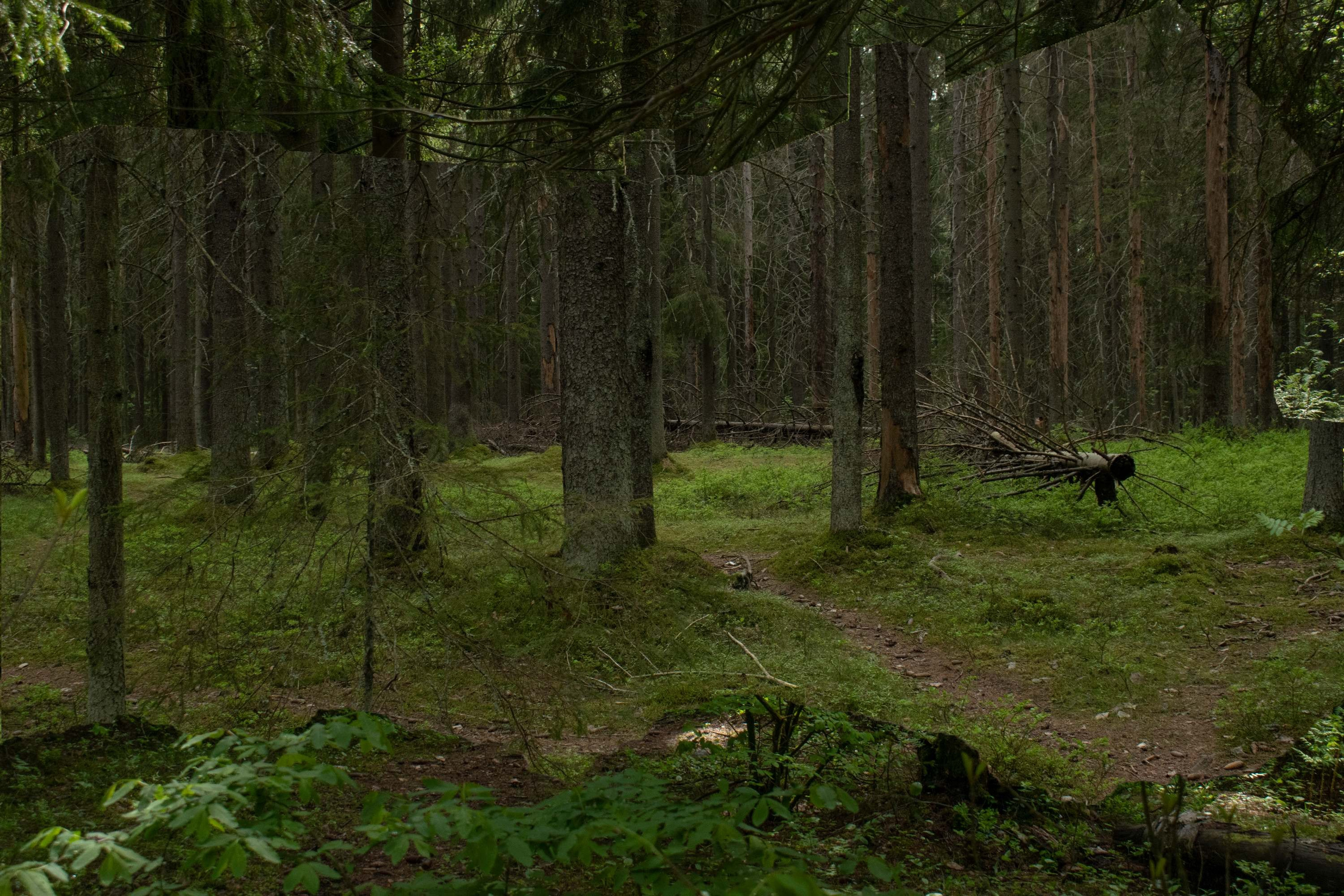 Displacements. Maria Pilkevich