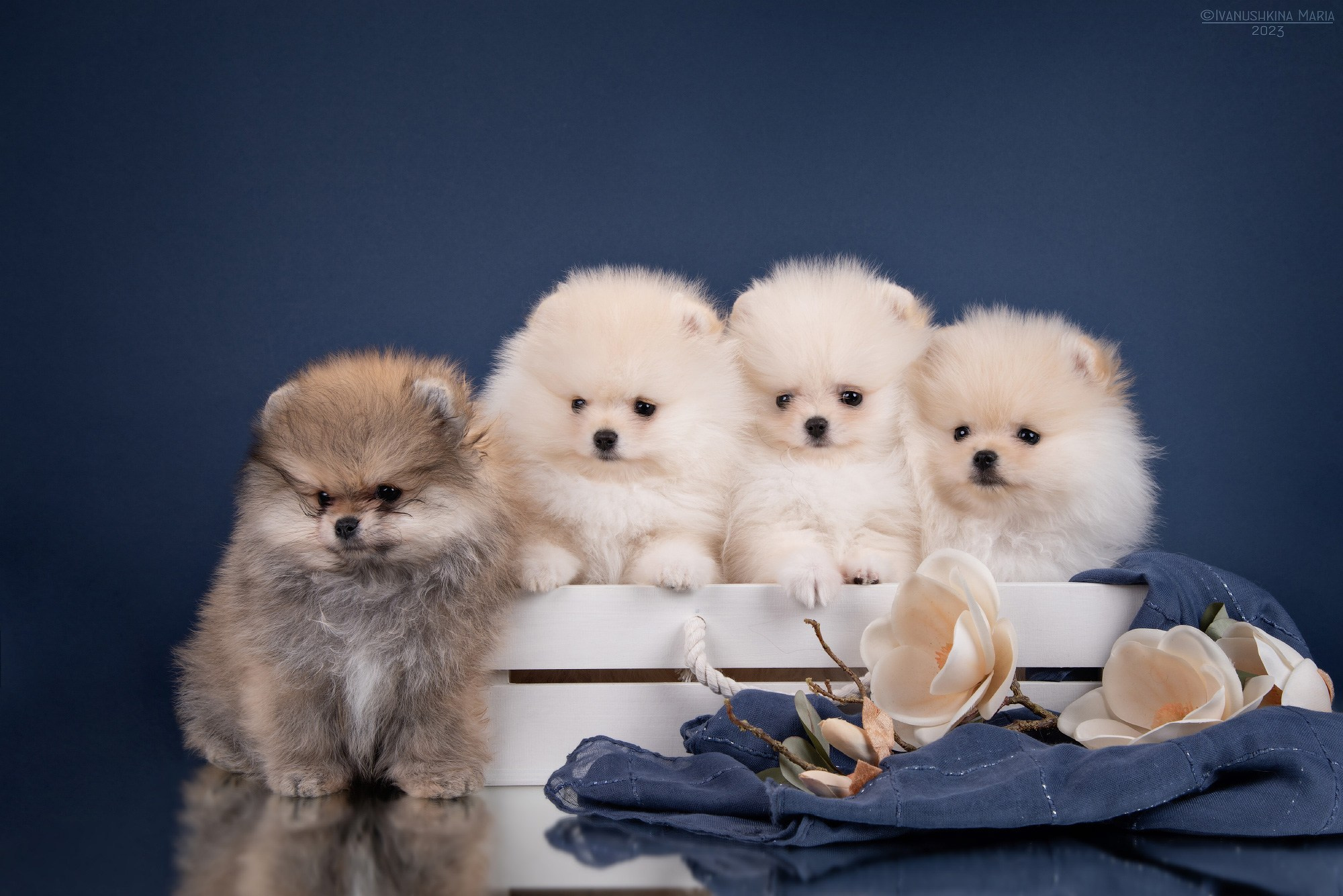 Фотосессия щенков на фонах. Фотограф собак в Москве и Московской области Иванушкина Мария