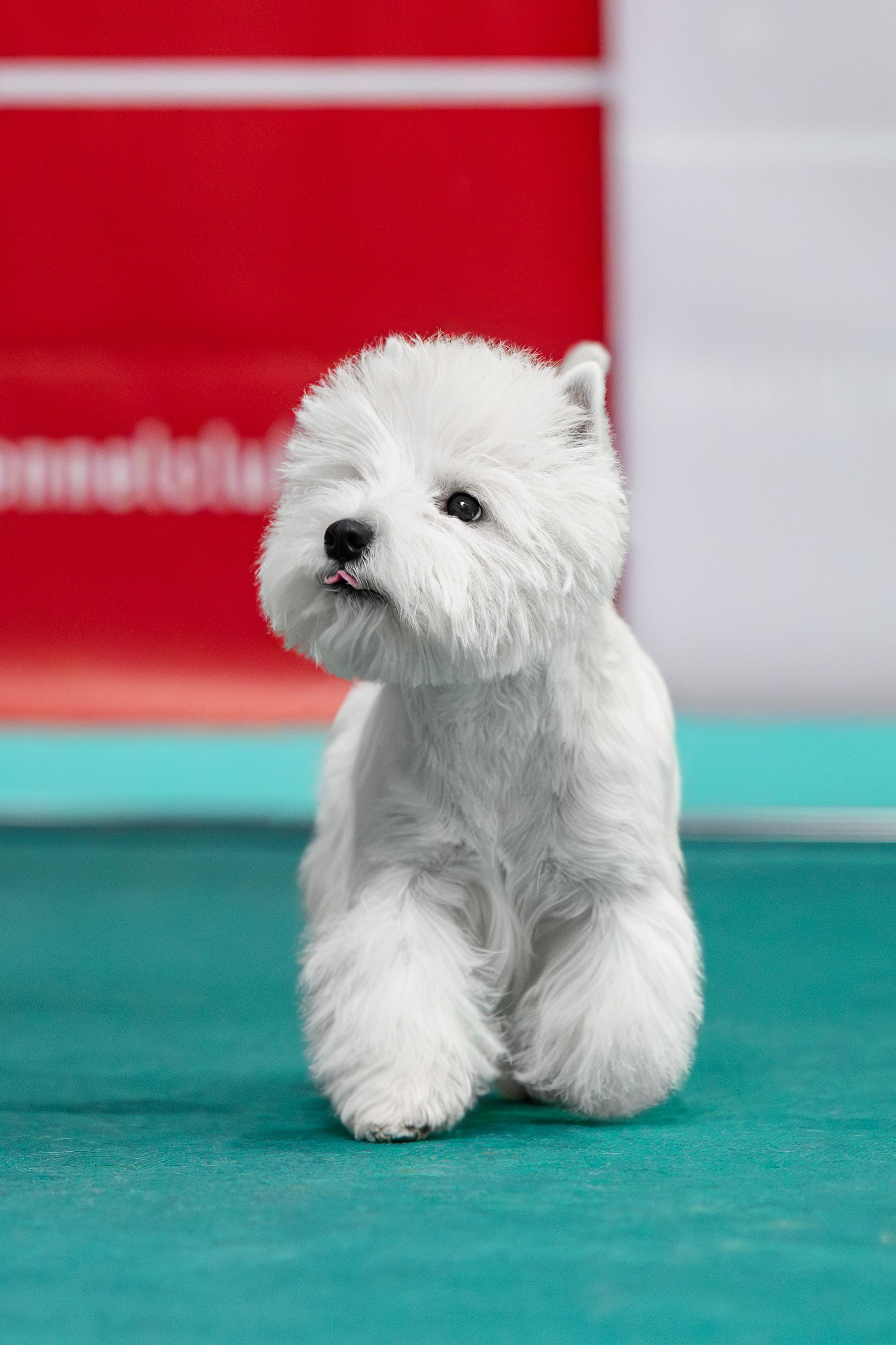 Щенки 14.01.2025. Питомник собак породы вест хайленд вайт терьер в Москве