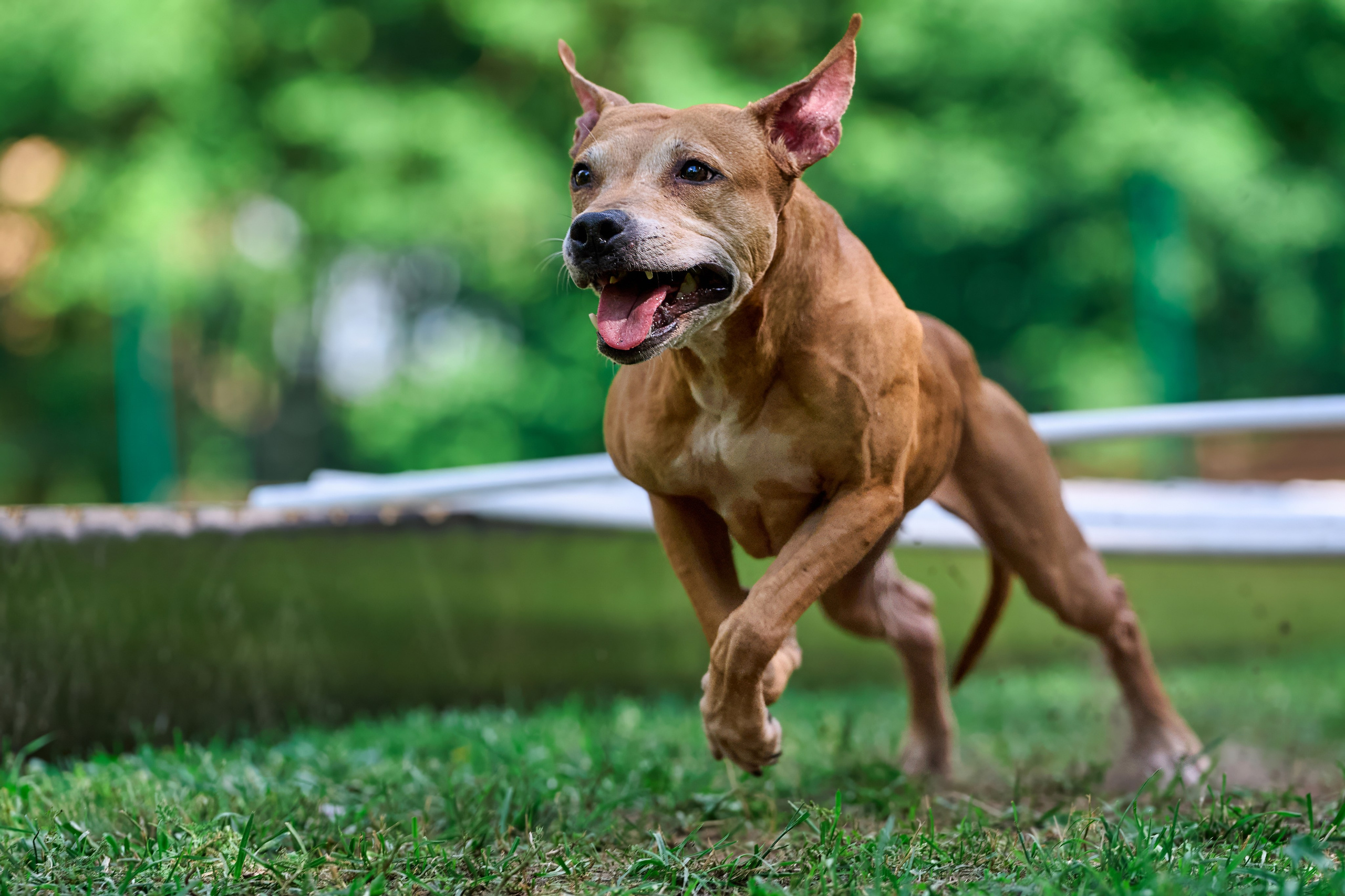 Двухдневные соревнования «Jump'n'Gym Fest — 2024». Фотограф-анималист Михаил Манухин