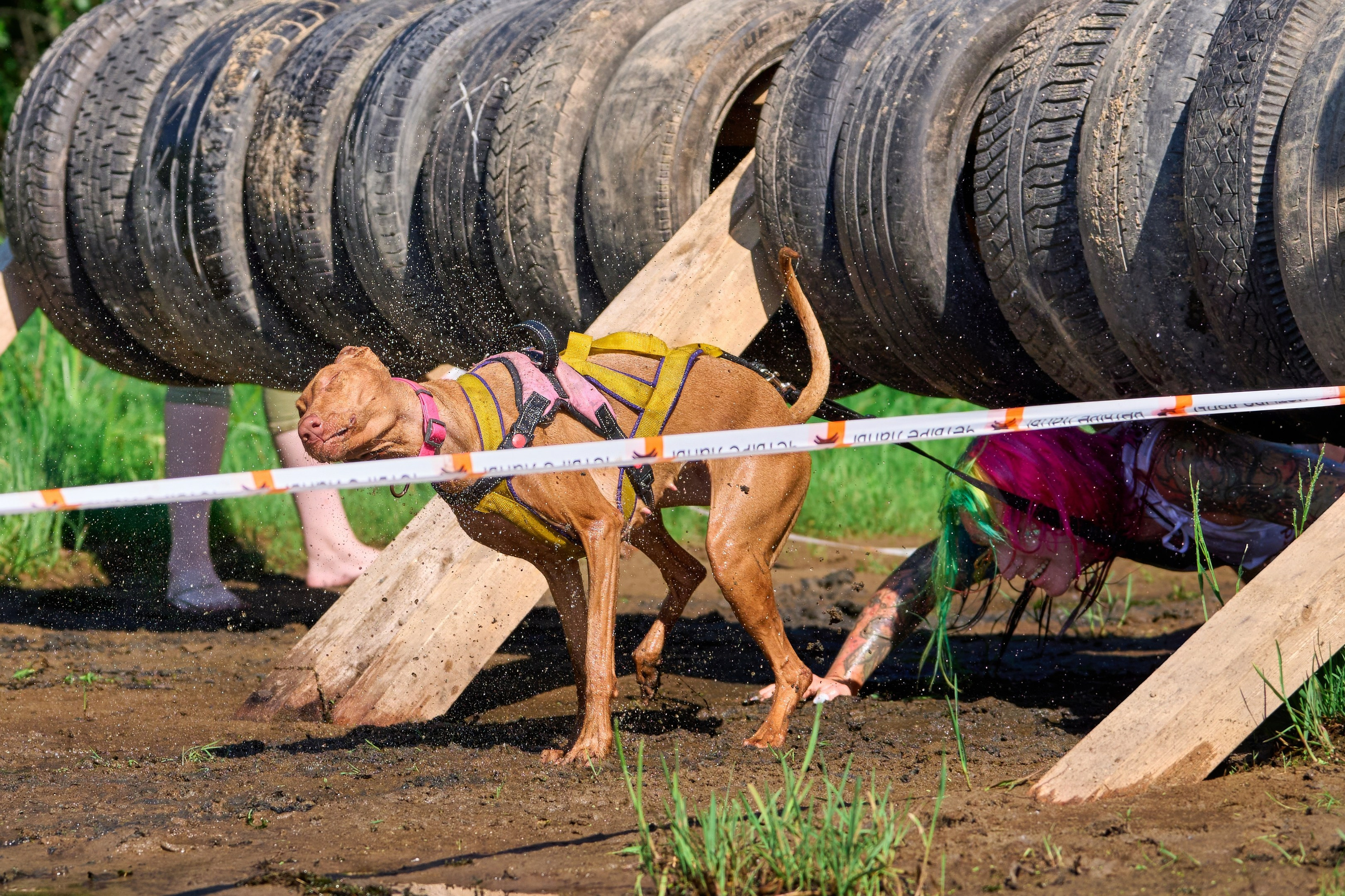 Хвостатый драйв — 2024. Фотограф-анималист Михаил Манухин