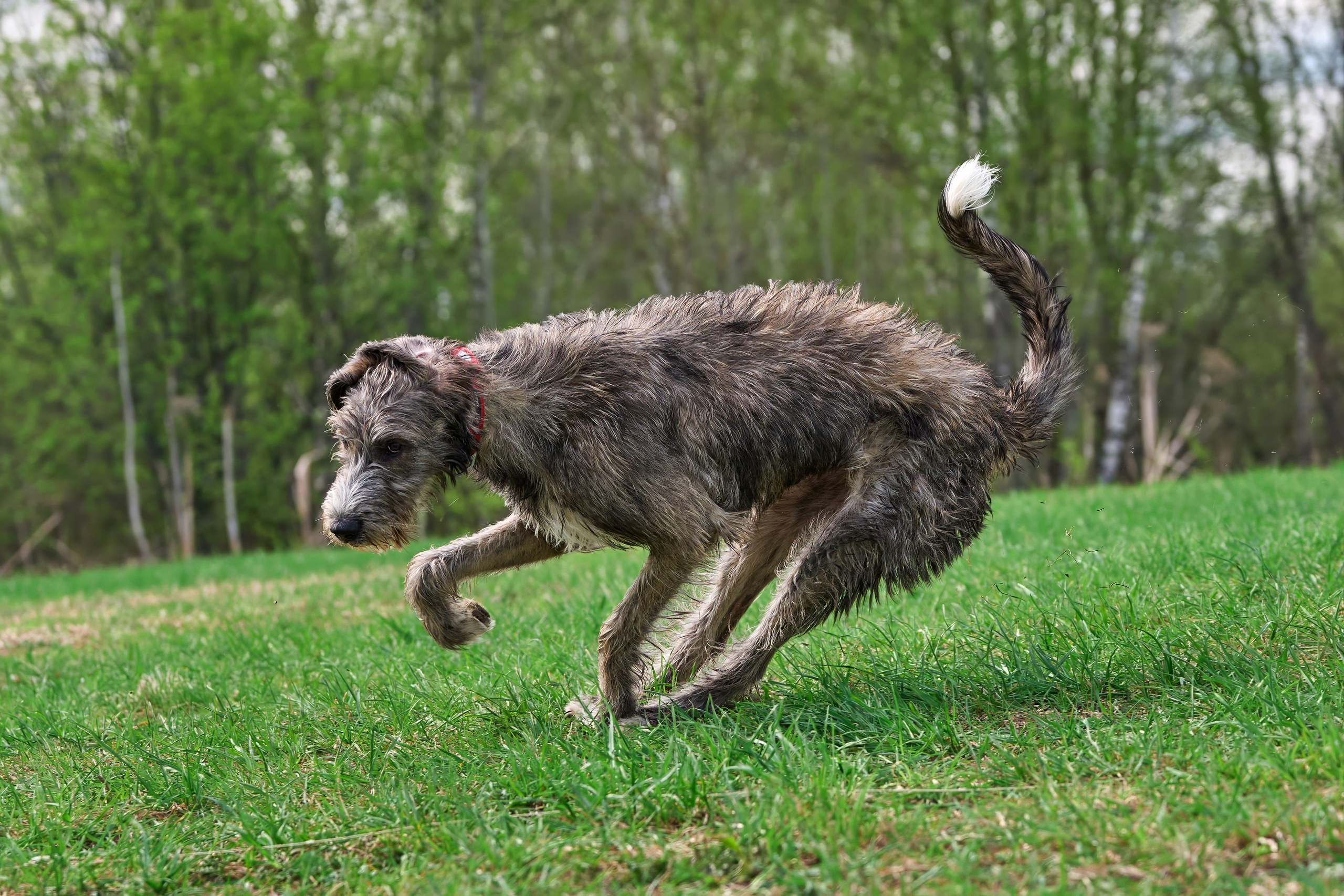 Тренировка по курсингу «на Ярославке». Фотограф-анималист Михаил Манухин