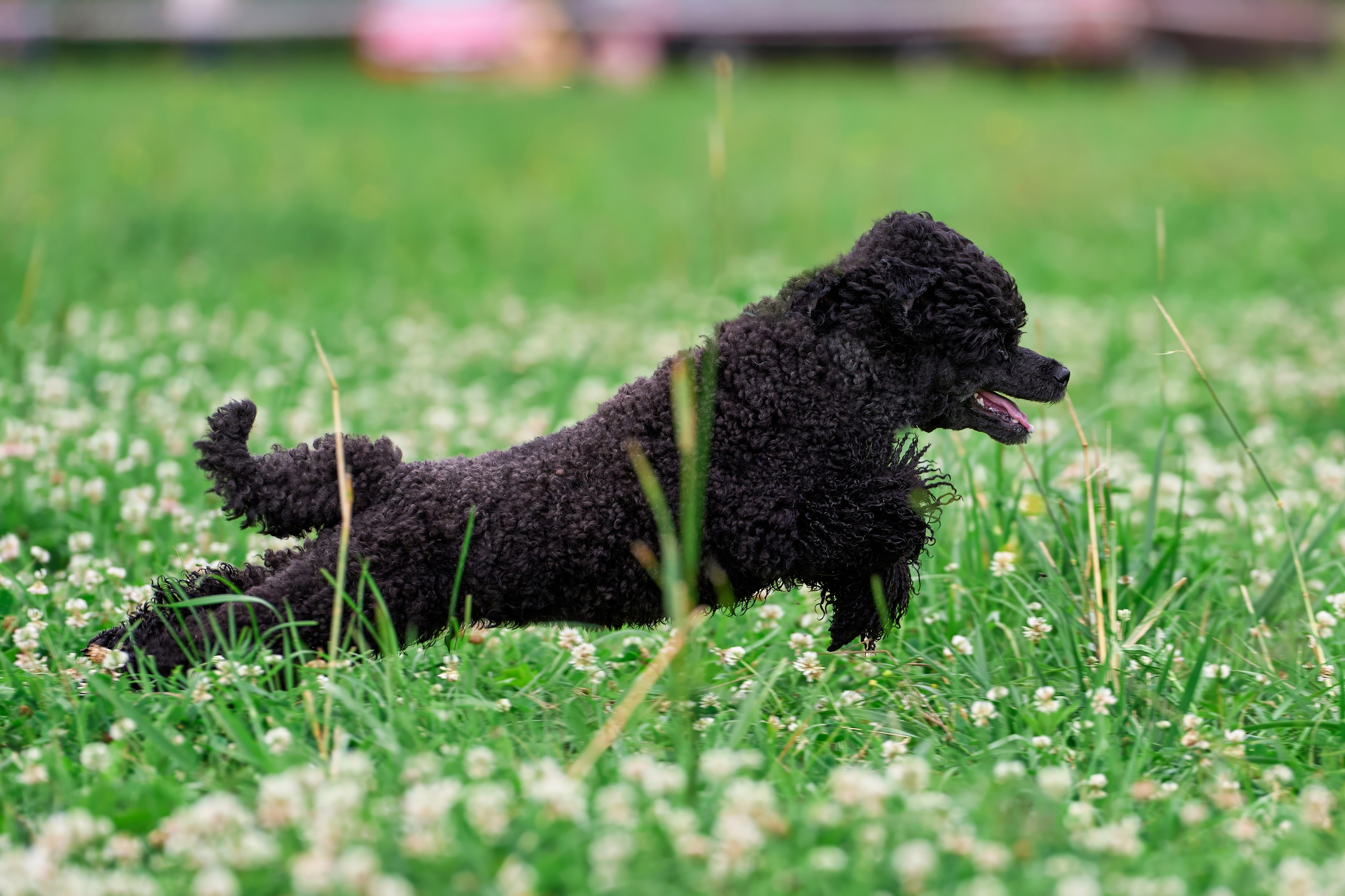 Тренировка по курсингу в Донино. Фотограф-анималист Михаил Манухин
