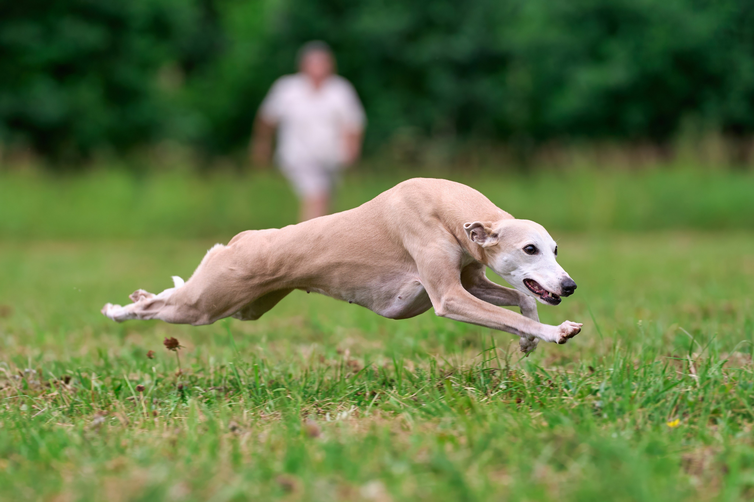 Тренировка в Донино. Фотограф-анималист Михаил Манухин