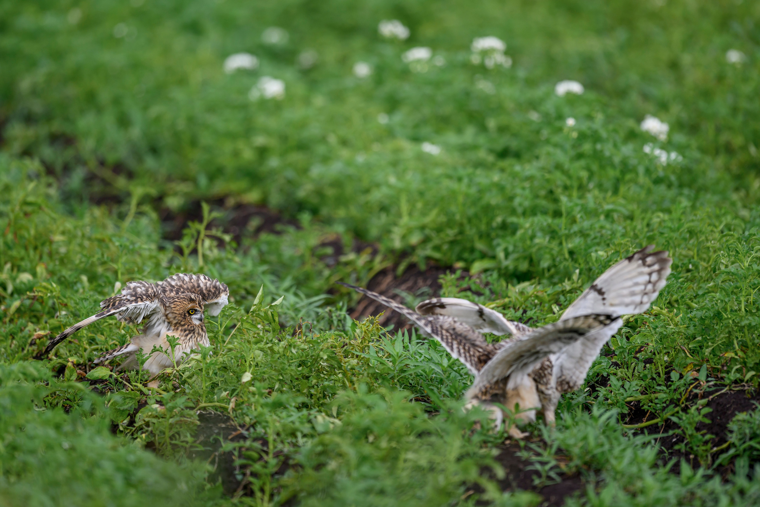 Совята учатся летать. Owlets learn to fly. Фотограф Сергей Пупонин