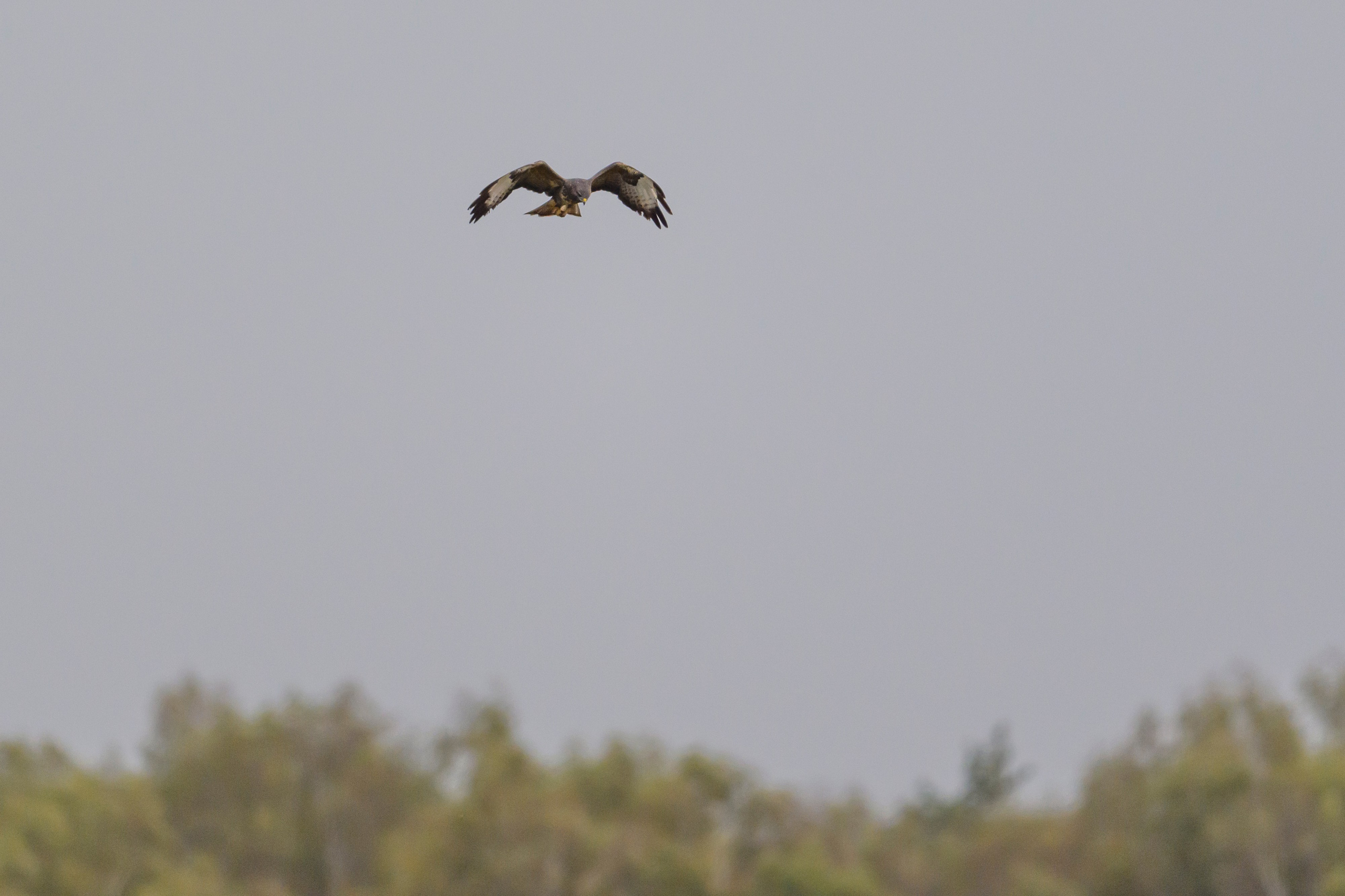 Цапли. The Herons. Фотограф Сергей Пупонин