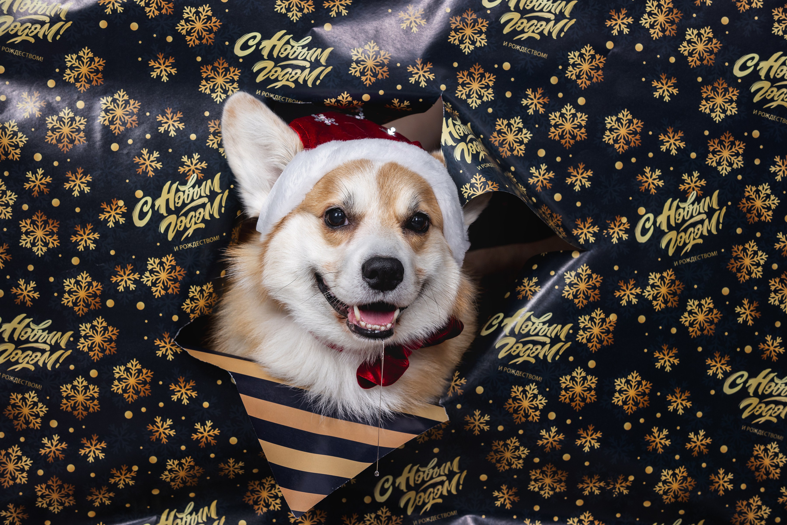 Фотограф Алена Звездина