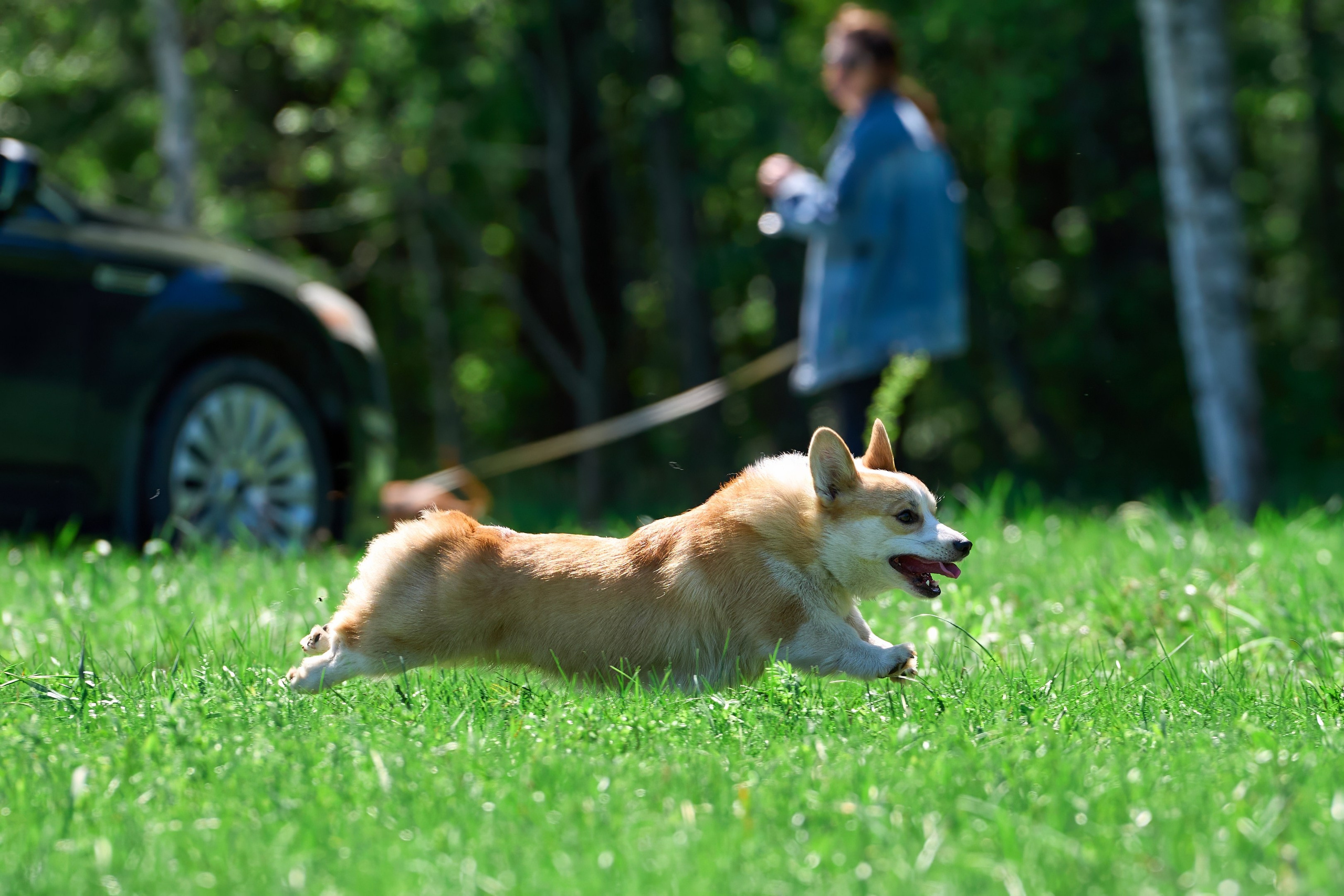 Тренировка по курсингу Донино. Фотограф-анималист Михаил Манухин