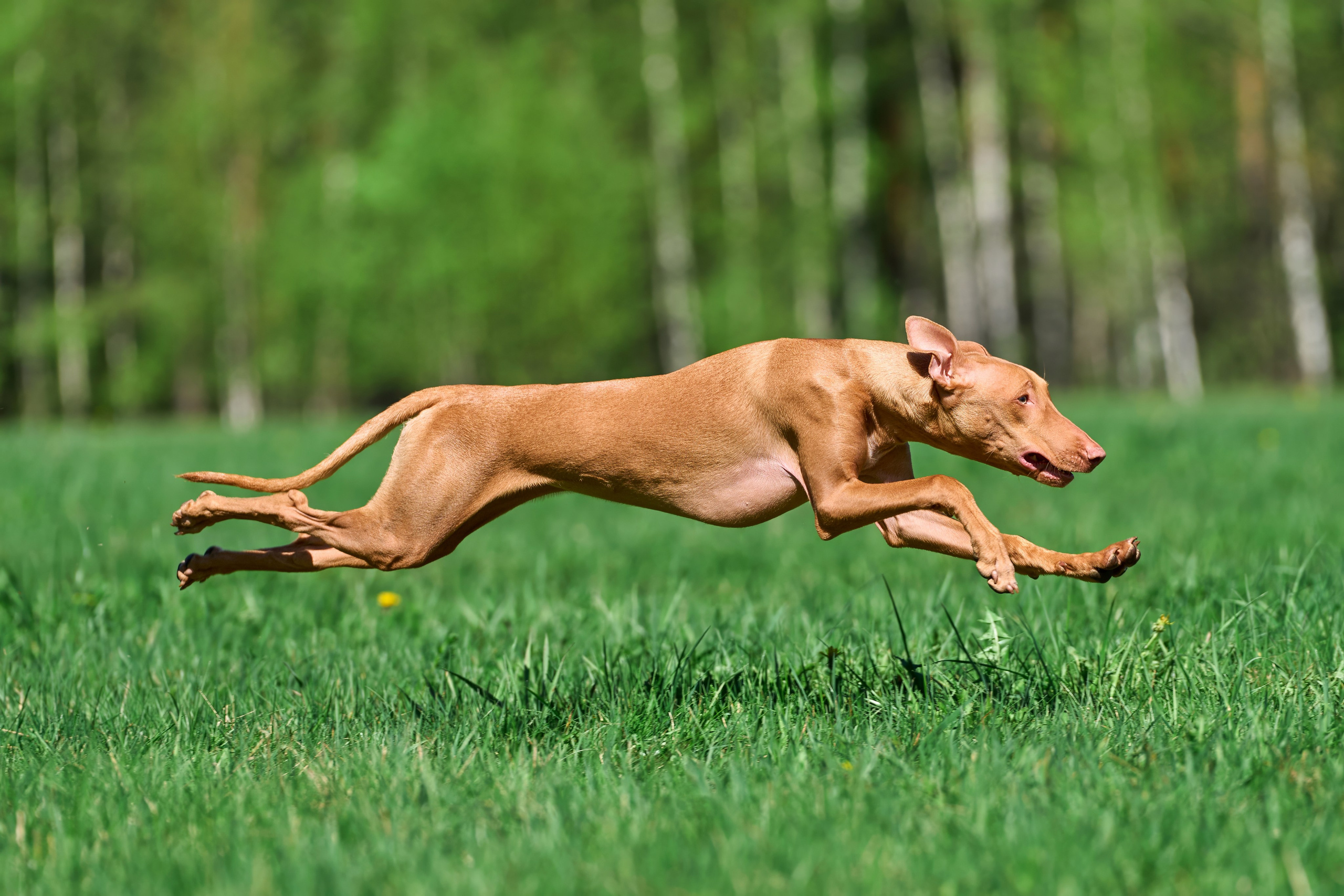 Тренировка по курсингу Донино. Фотограф-анималист Михаил Манухин