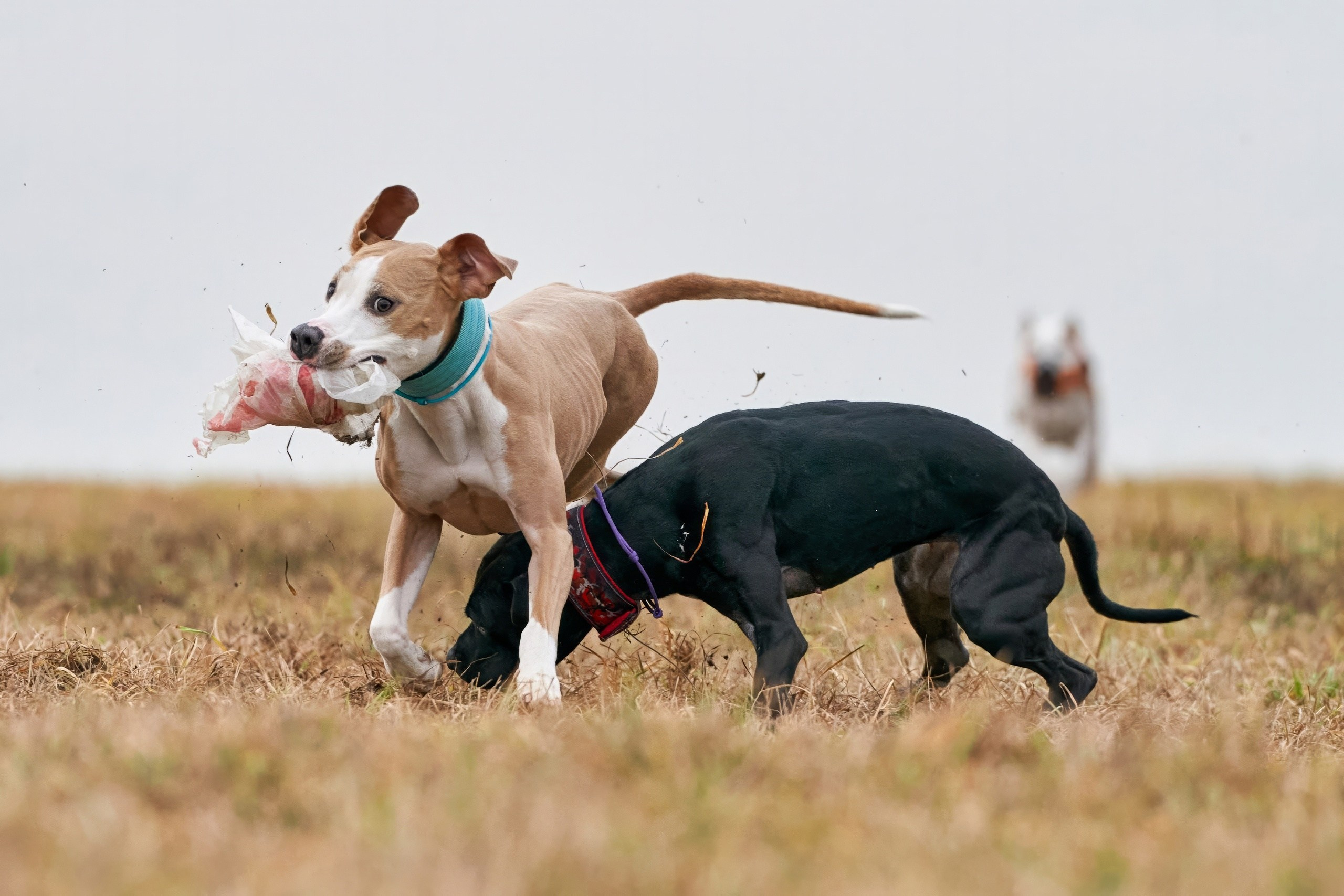 Состязания свор «Тройки». Фотограф-анималист Михаил Манухин