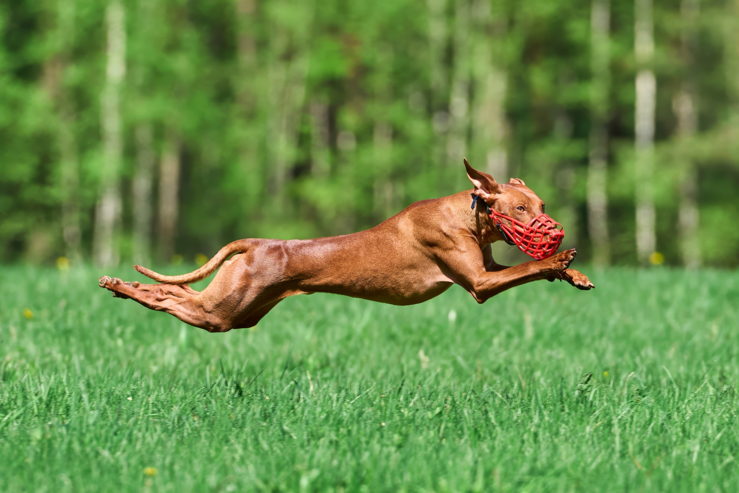 Тренировка по курсингу Донино. Фотограф-анималист Михаил Манухин