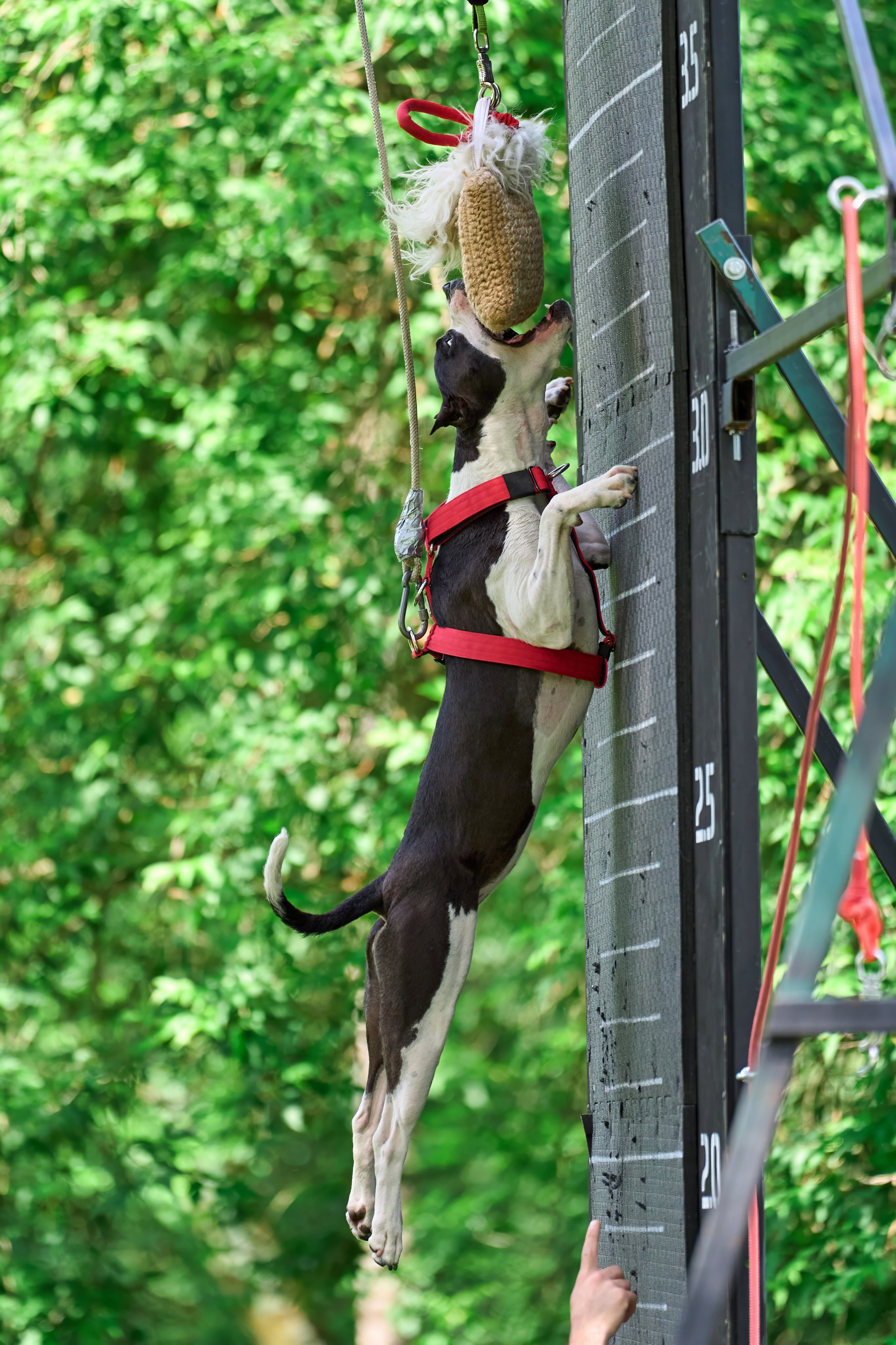 Двухдневные соревнования «Jump'n'Gym Fest — 2024». Фотограф-анималист Михаил Манухин
