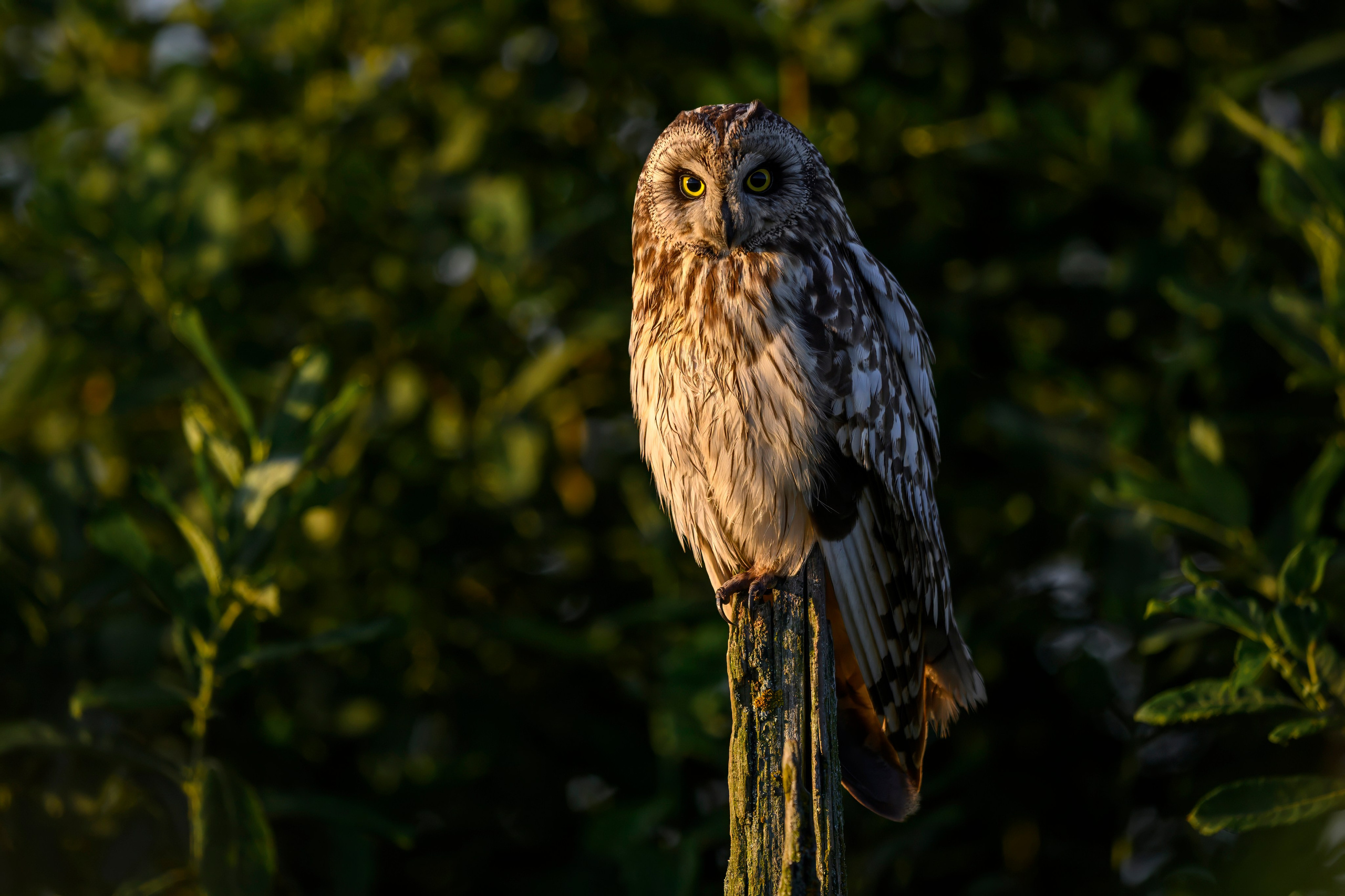 Сова и совята. Owl and owlets. Фотограф Сергей Пупонин