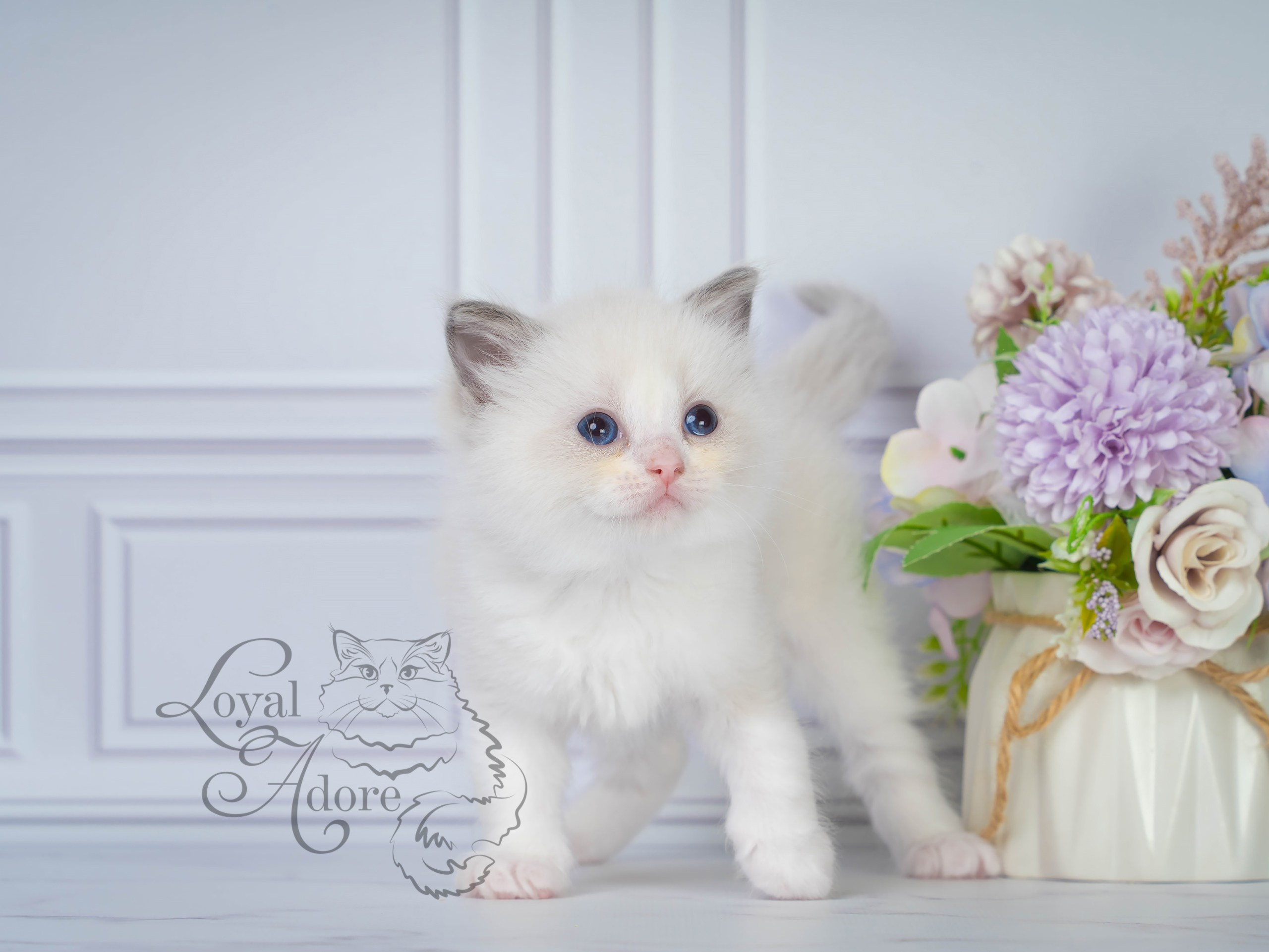 Все свободные котята. Питомник рэгдолл Loyal Adore