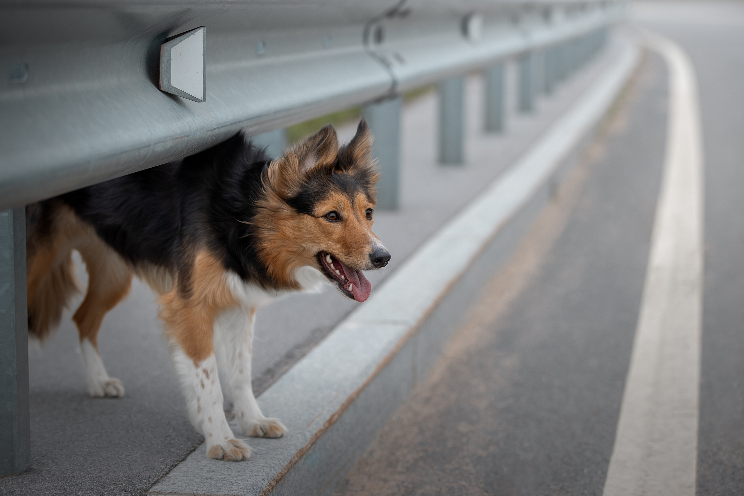 Фотограф анималист в Санкт-Петербурге Светлана Писарева
