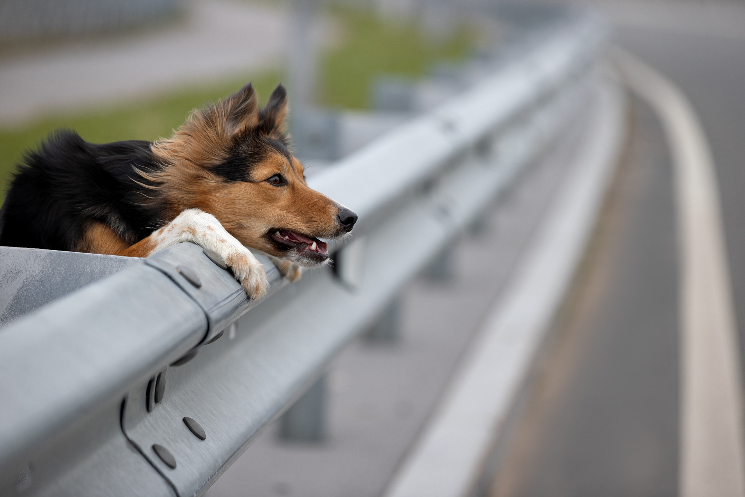 Фотограф анималист в Санкт-Петербурге Светлана Писарева