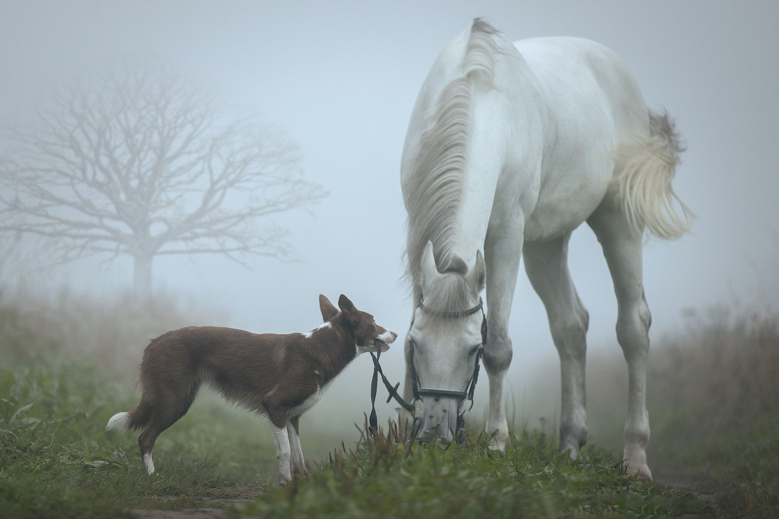 Фотограф анималист в Санкт-Петербурге Светлана Писарева