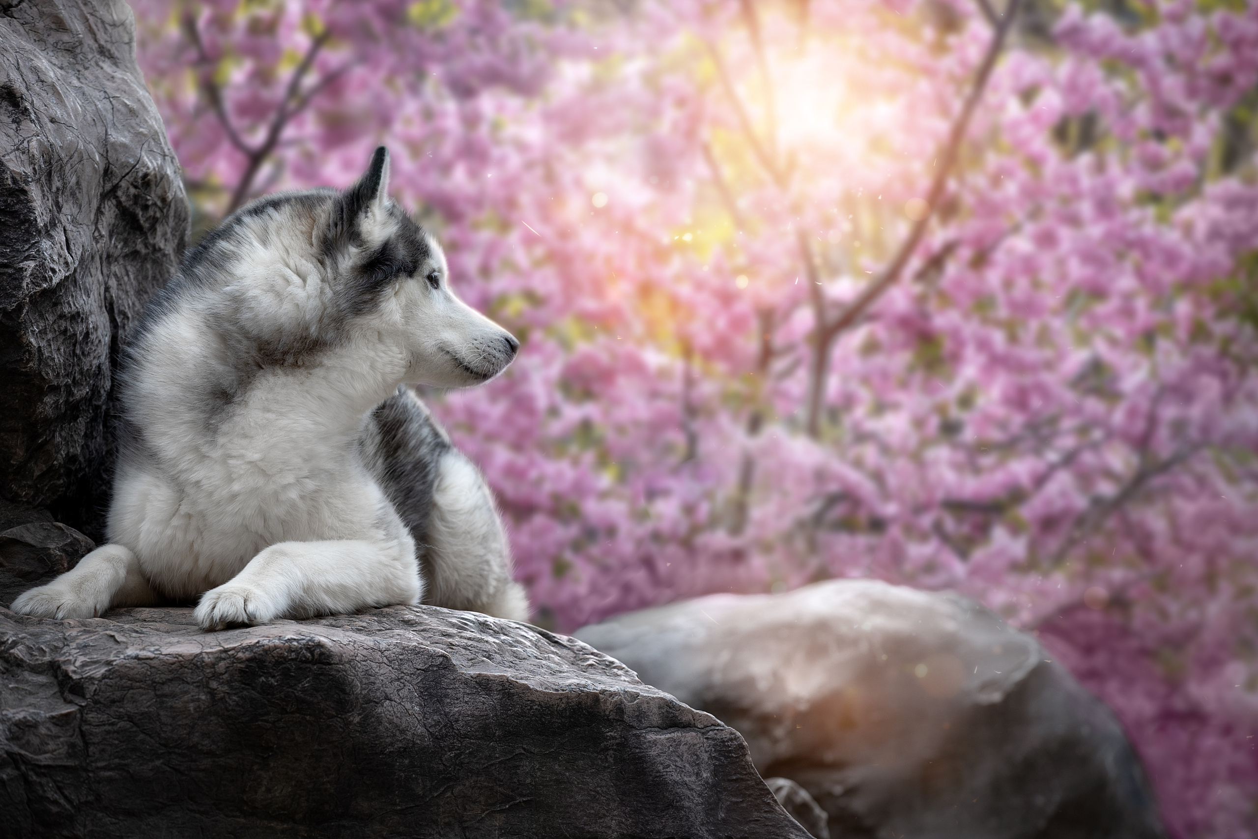 Фотограф анималист в Санкт-Петербурге Светлана Писарева