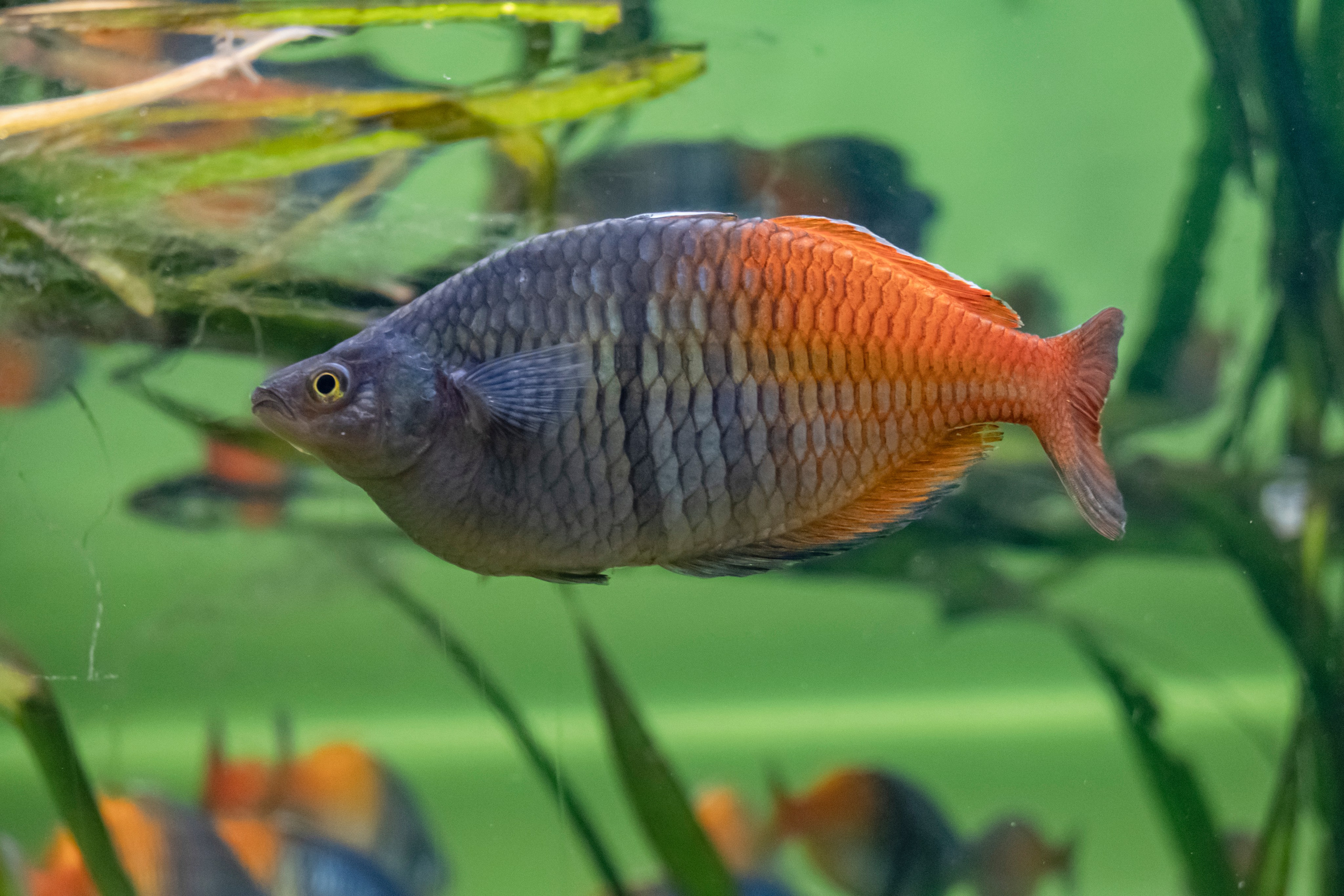 Москвариум. Фотограф Роман Адлер