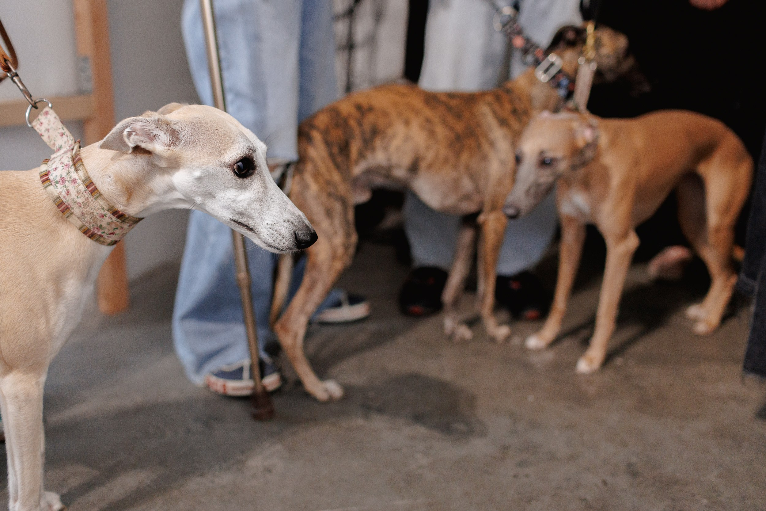 Жив был пёс. Собачий художник Поля Стриж
