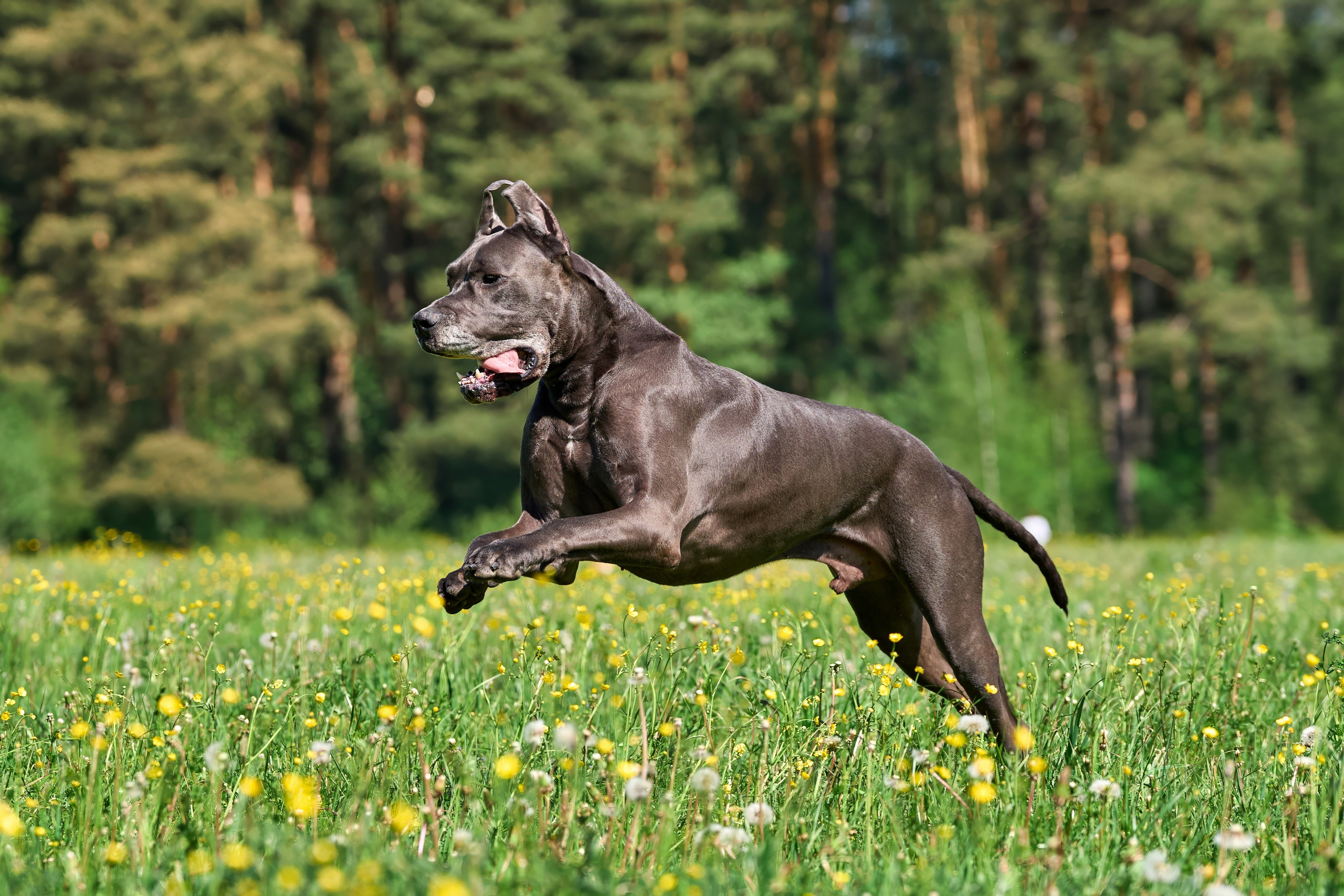 Тренировка по курсингу Донино. Фотограф-анималист Михаил Манухин