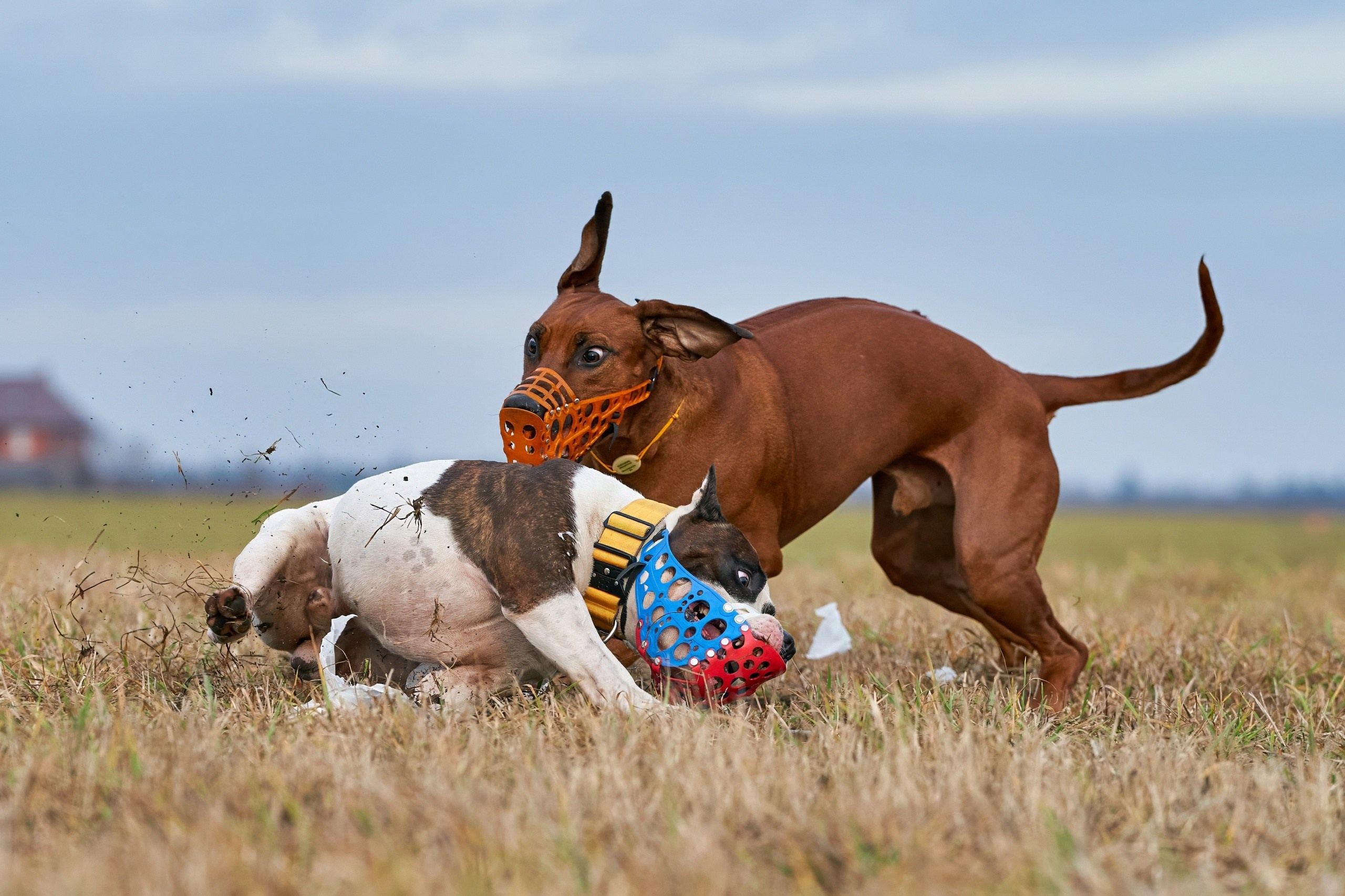 Состязания свор «Тройки». Фотограф-анималист Михаил Манухин