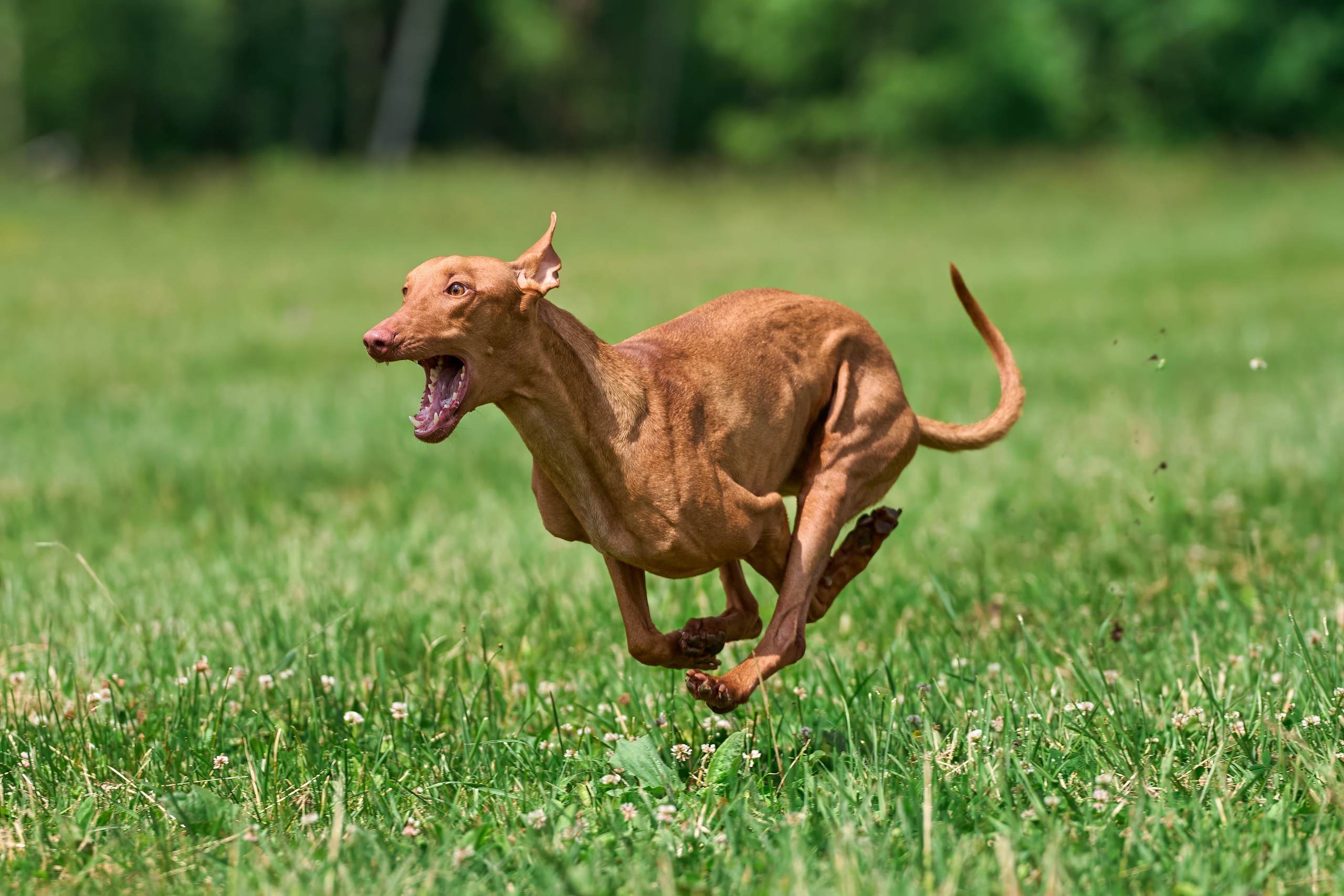 Тренировка по курсингу в Донино. Фотограф-анималист Михаил Манухин