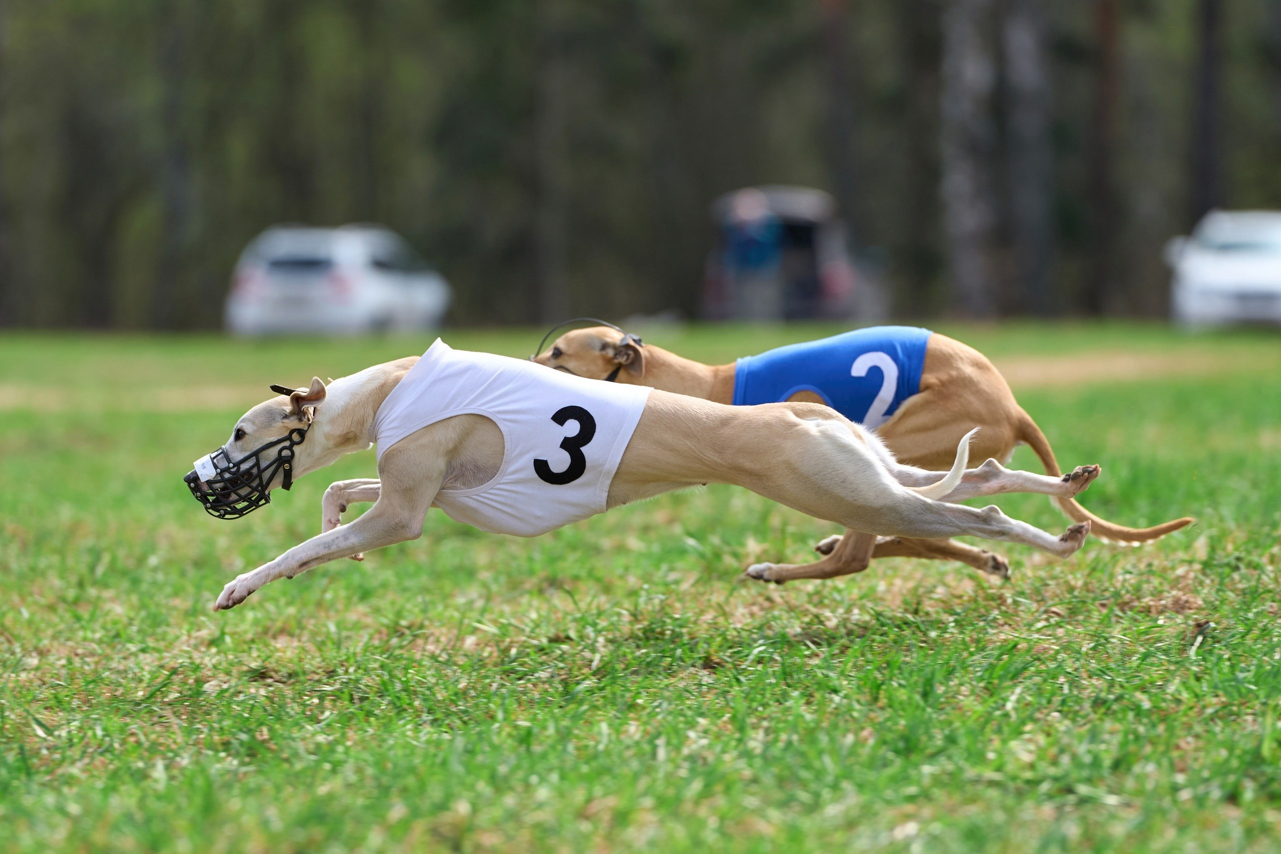 Квалификация по рейсингу. Фотограф-анималист Михаил Манухин