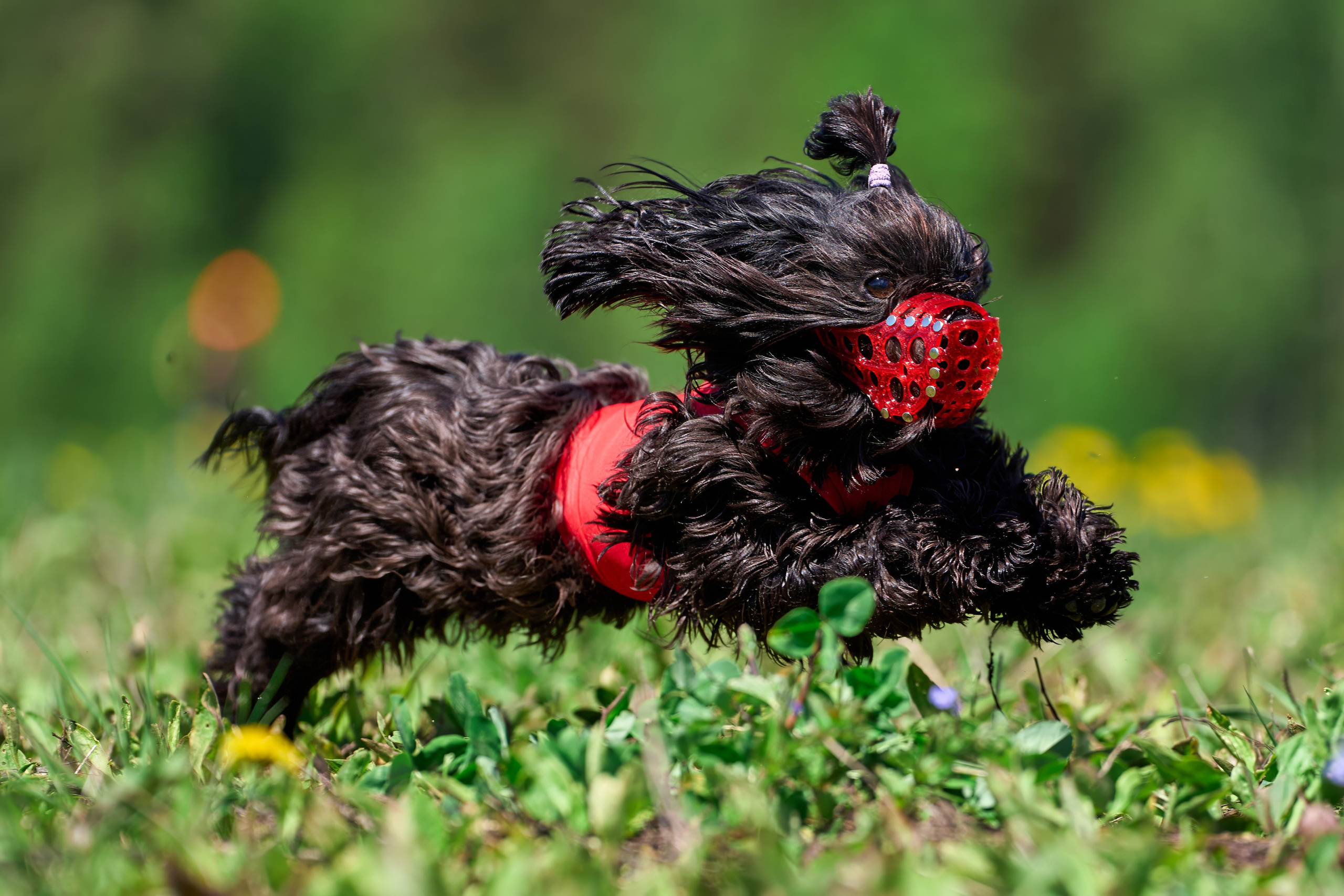 Квалификация по курсингу Донино. Фотограф-анималист Михаил Манухин