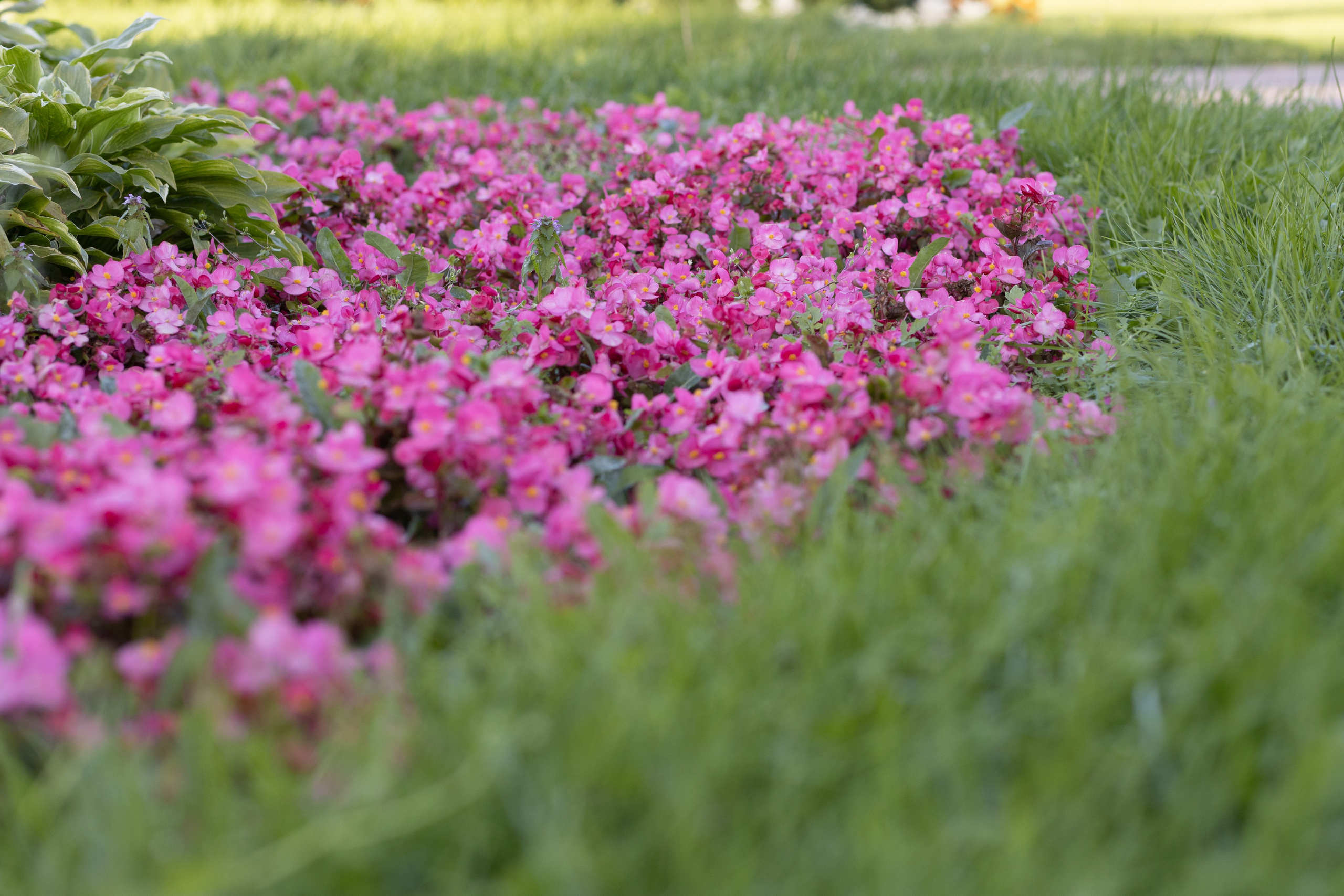 ФОТОСЕССИЯ В ПЕТЕРГОФЕ. ГДЕ СНИМАТЬ В ПЕТЕРГОФЕ