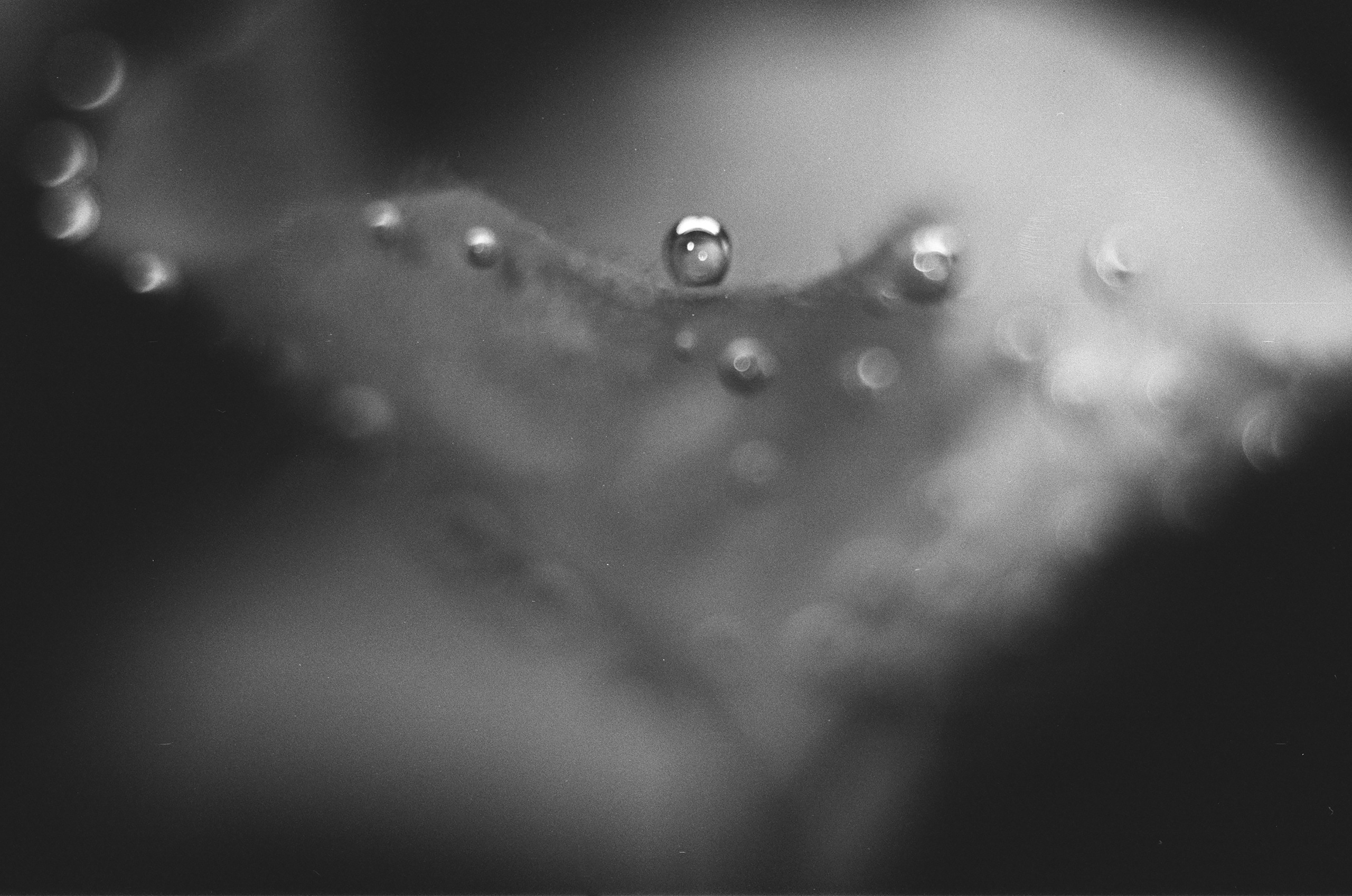 Pulherrima Rosa. Плёночный фотограф Юлия Андрейченко в Москве