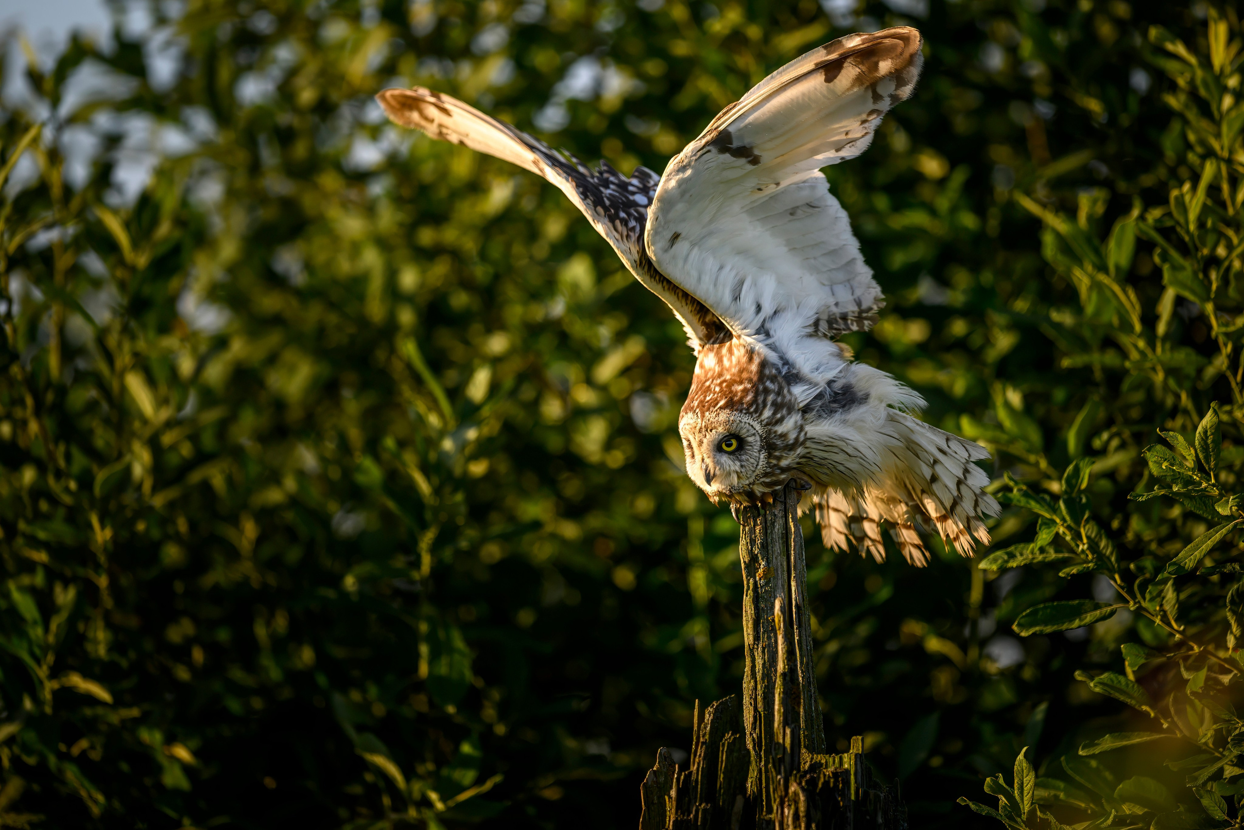 Сова и совята. Owl and owlets. Фотограф Сергей Пупонин