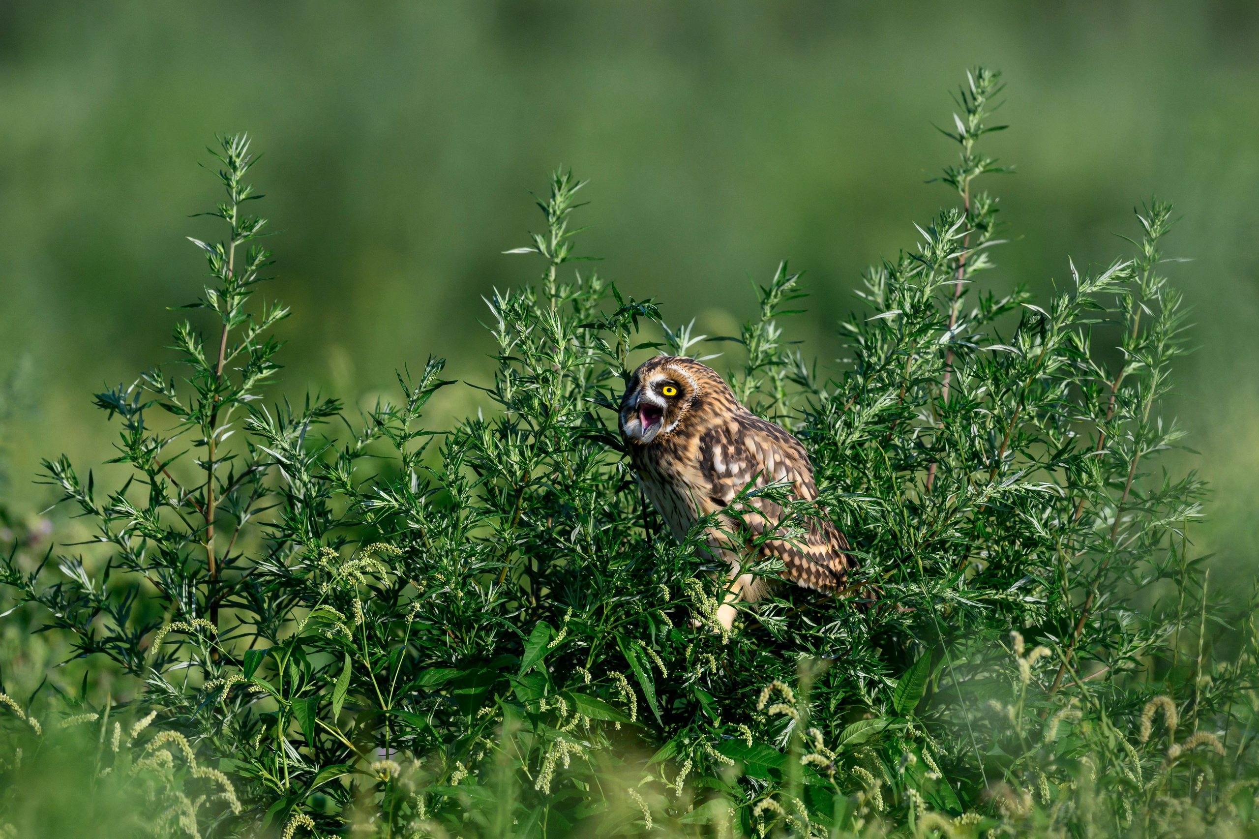 Битва сов и кормление совят. The Owl Battle and Feeding the Nestlings. Фотограф Сергей Пупонин