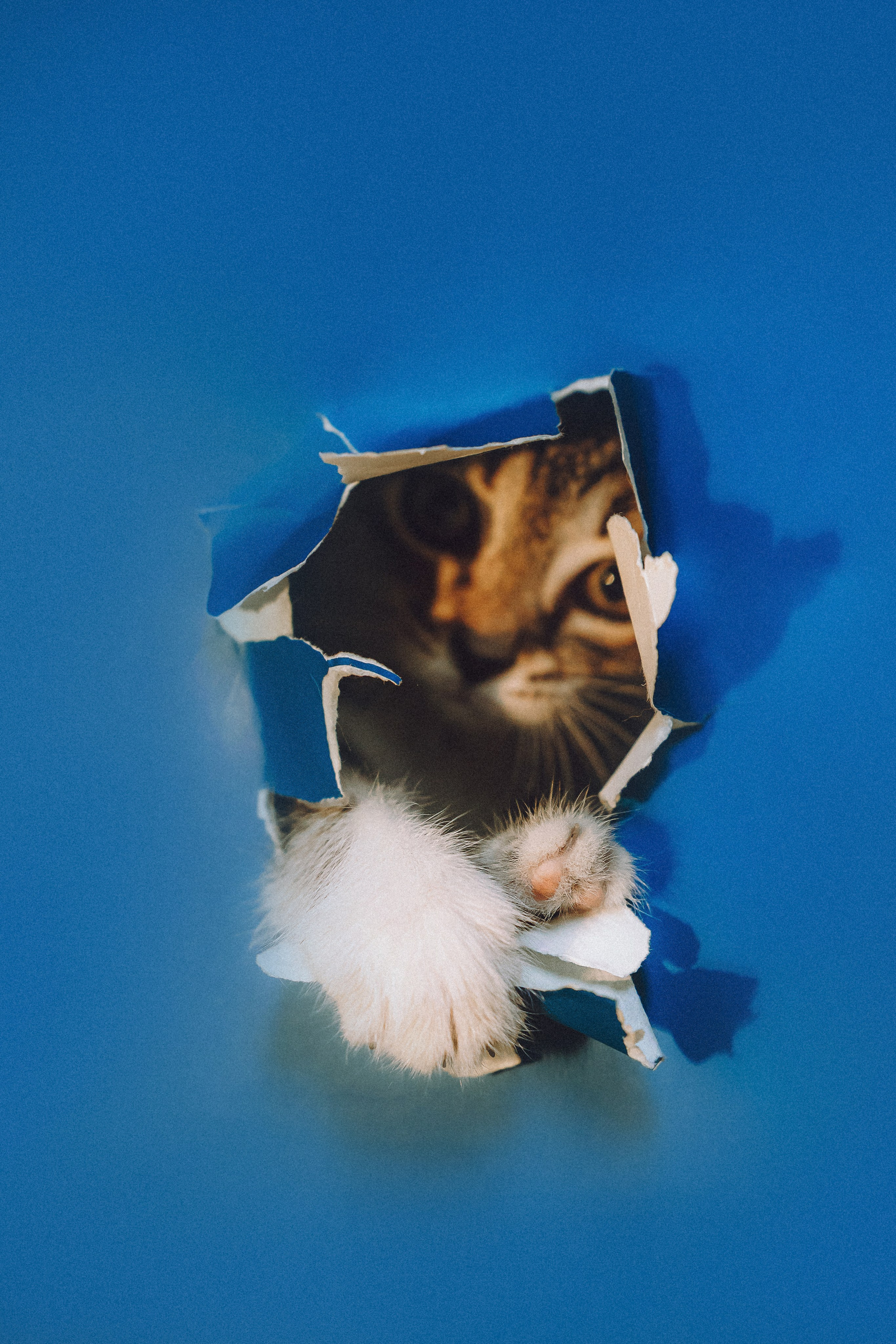 Более 30 идей для фотосессии с котенком