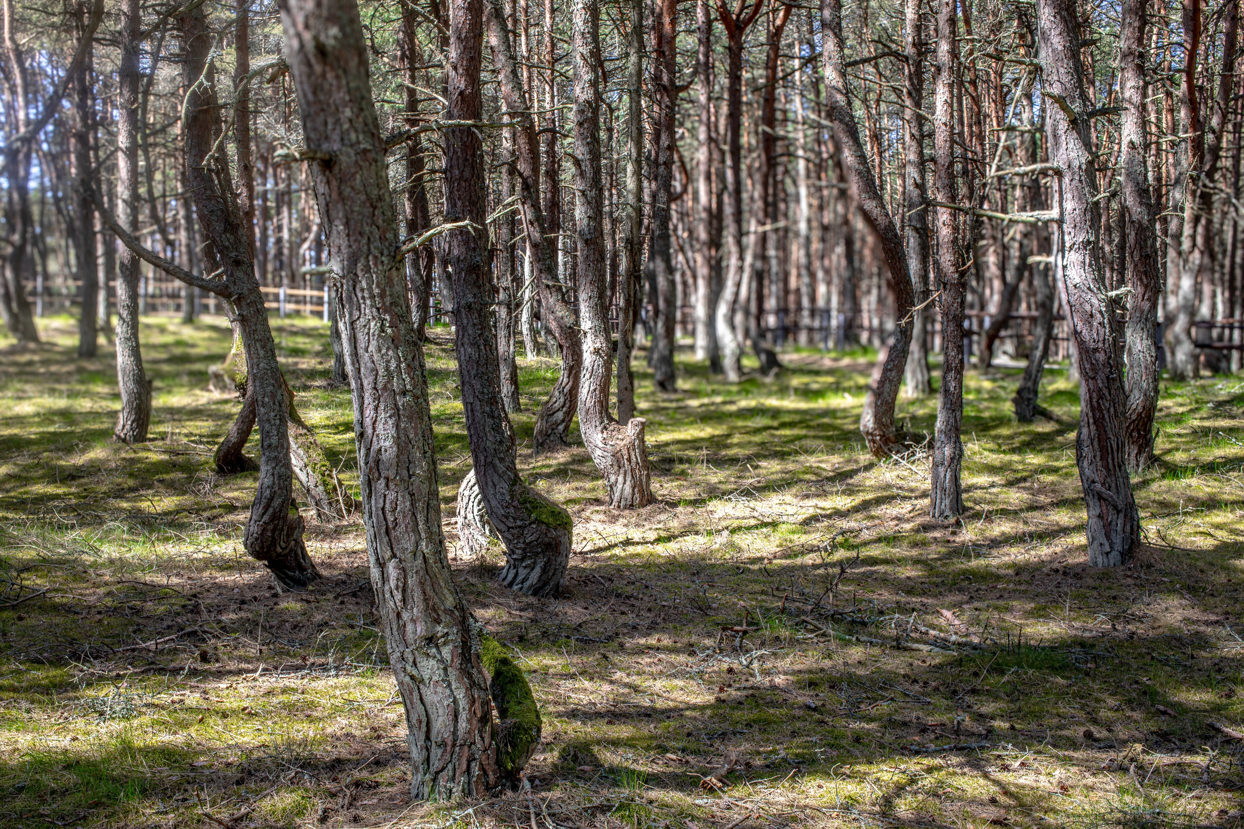 Портрет дерева. Свадьбы, портретная, предметная съемка. Фотограф Александр К