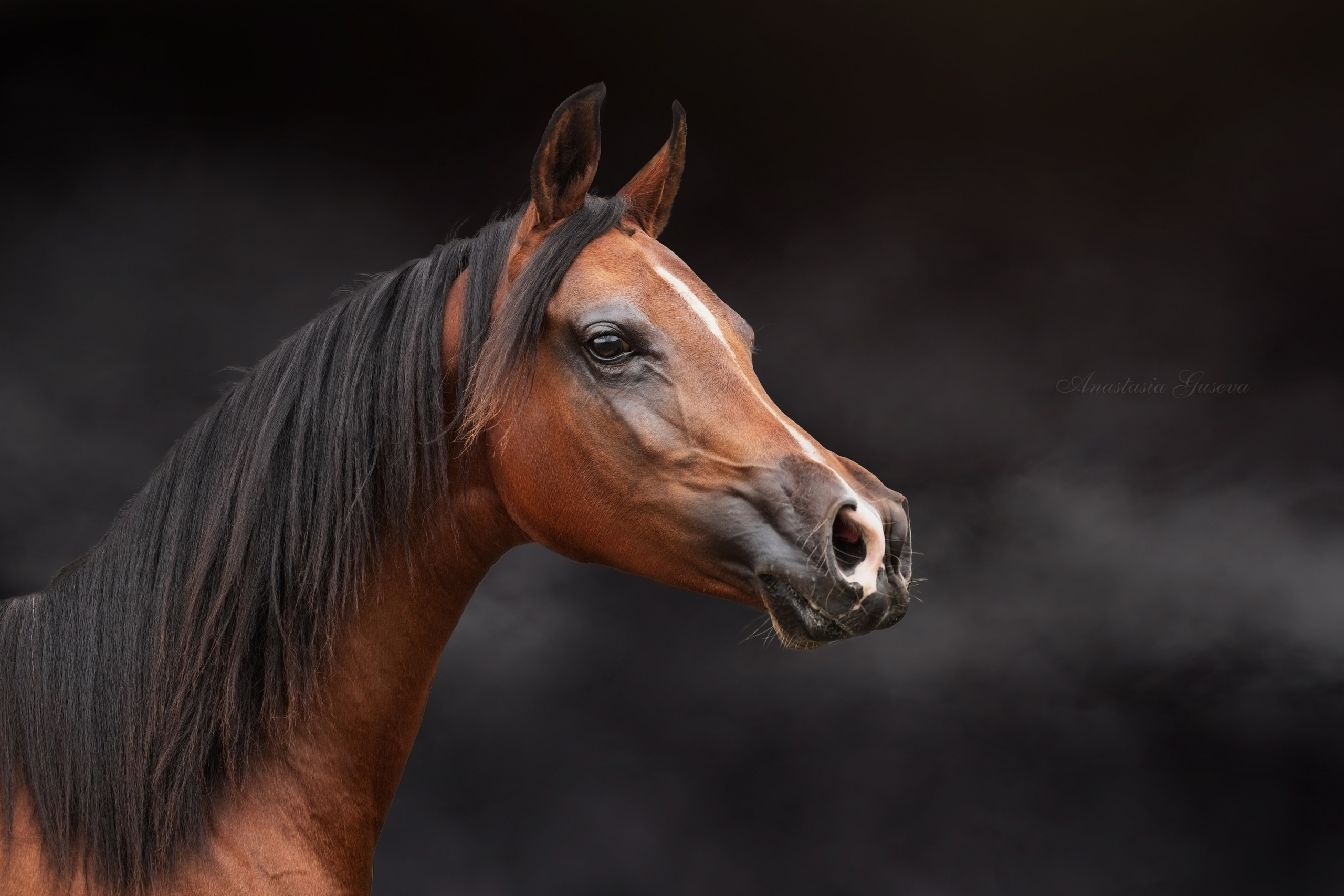 Семейный и анималист фотограф в Переславле Анастасия Гусева