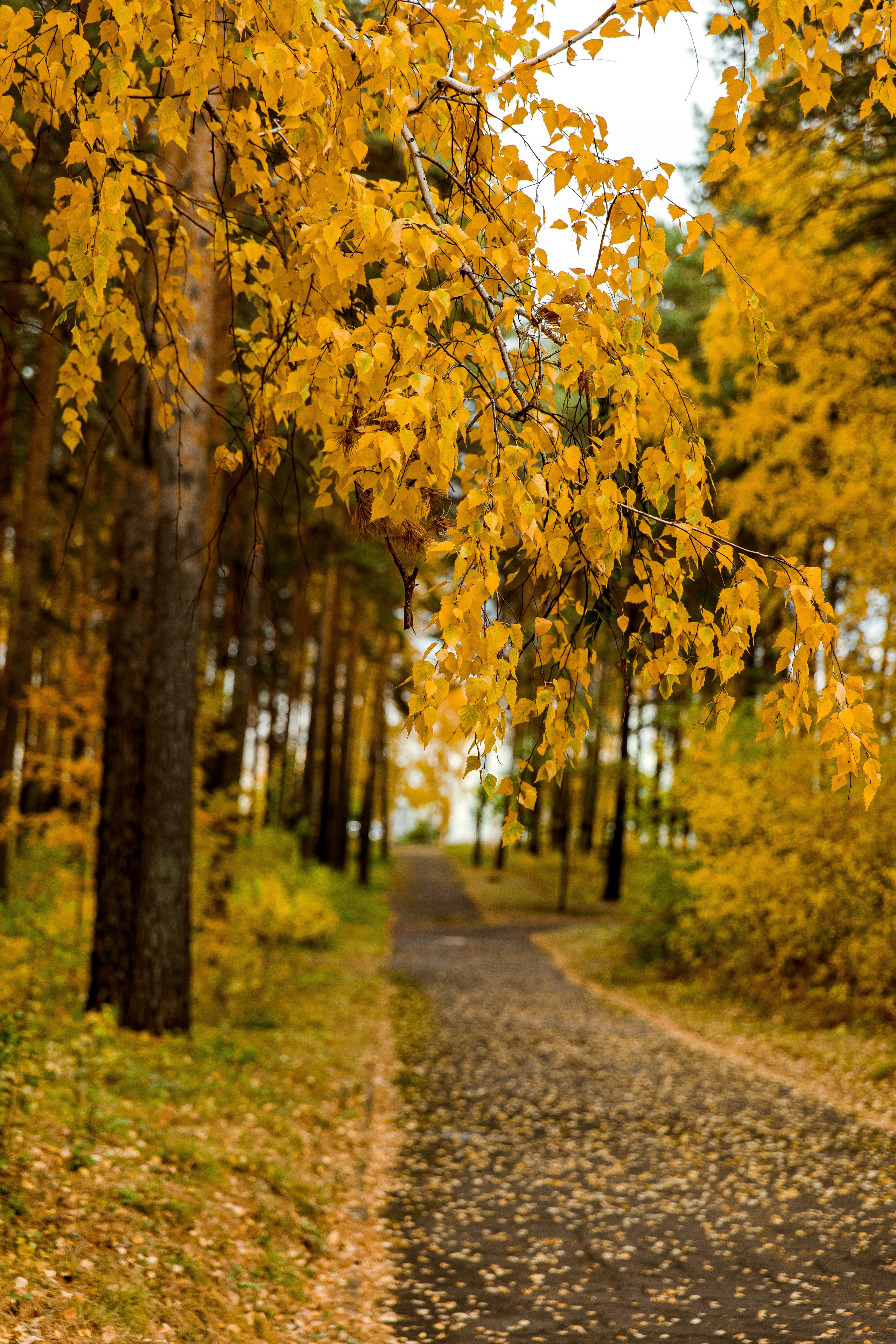 Осень в парке. Семейный и детский фотограф в Железногорске Саламахо Ольга