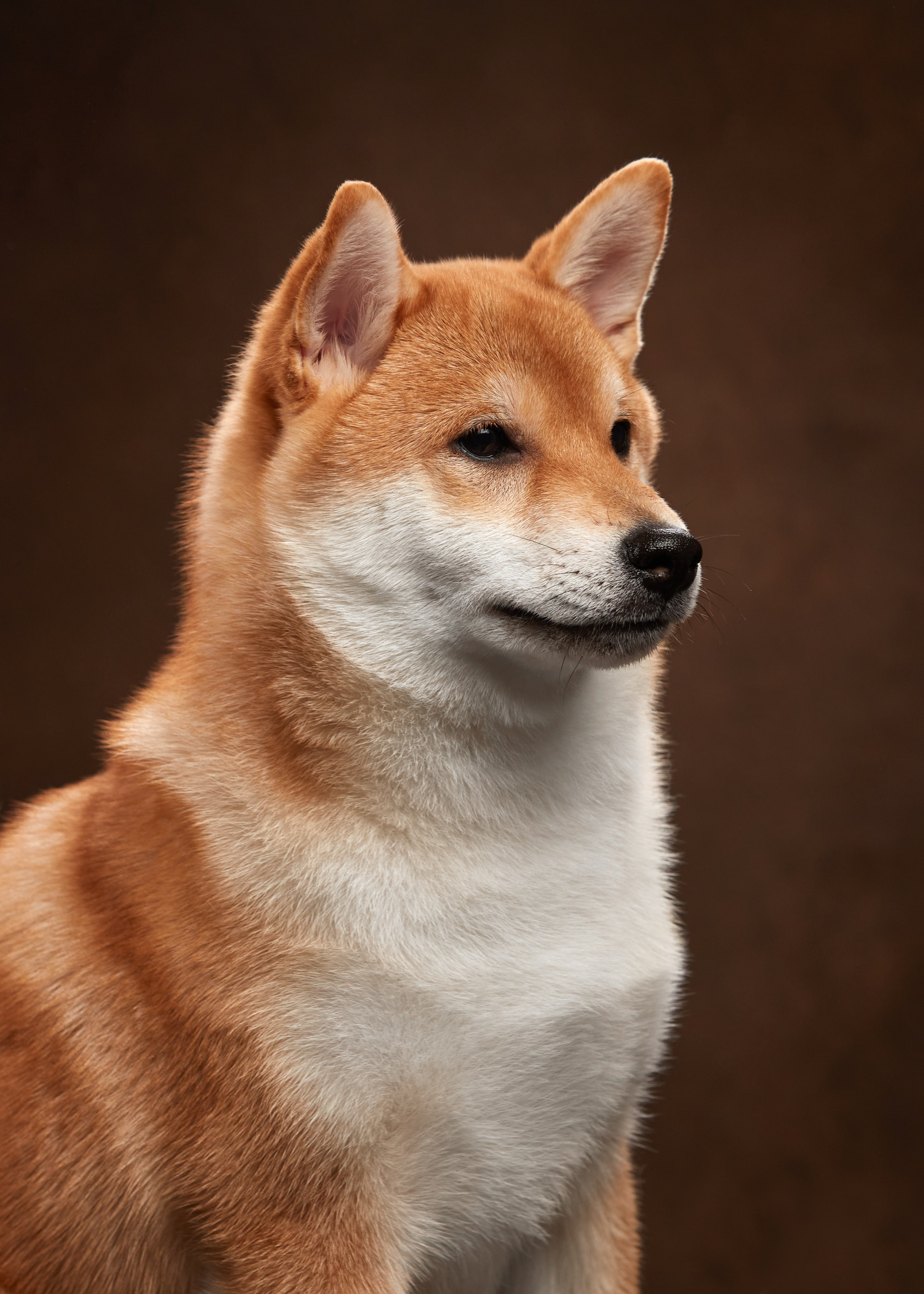 ФОТОСЪЕМКА ЩЕНКОВ НА ДОМУ. ФОТОГРАФ-АНИМАЛИСТ l LANA POLYAKOVA