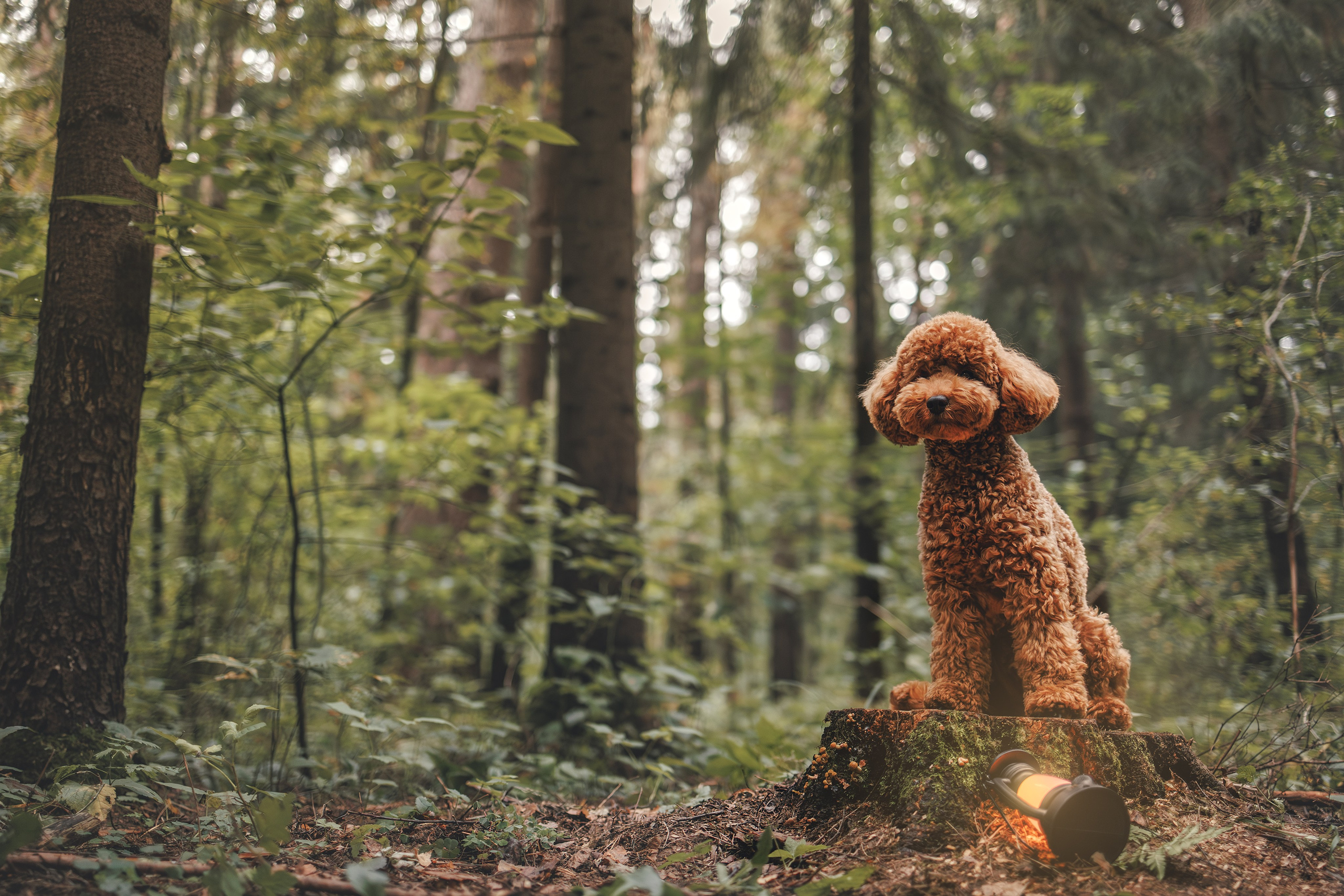 Фотограф Анималист в Москве Анастасия Жучкова
