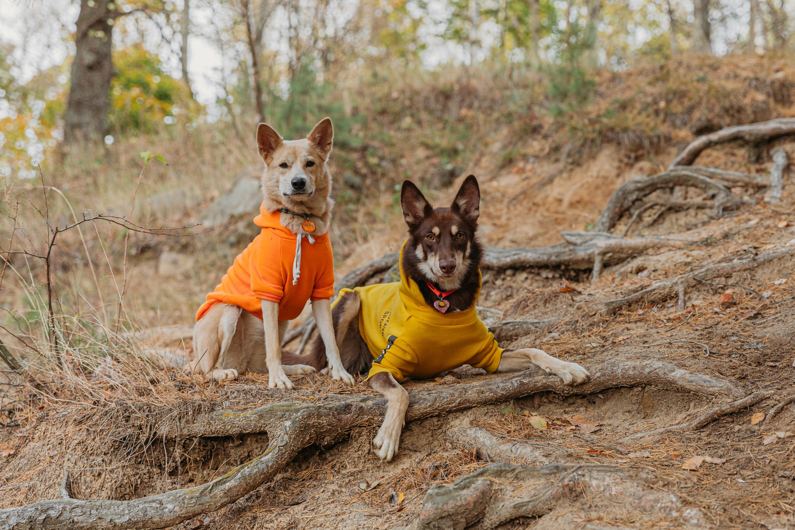 Фотограф-анималист в Москве Соломонова Варвара