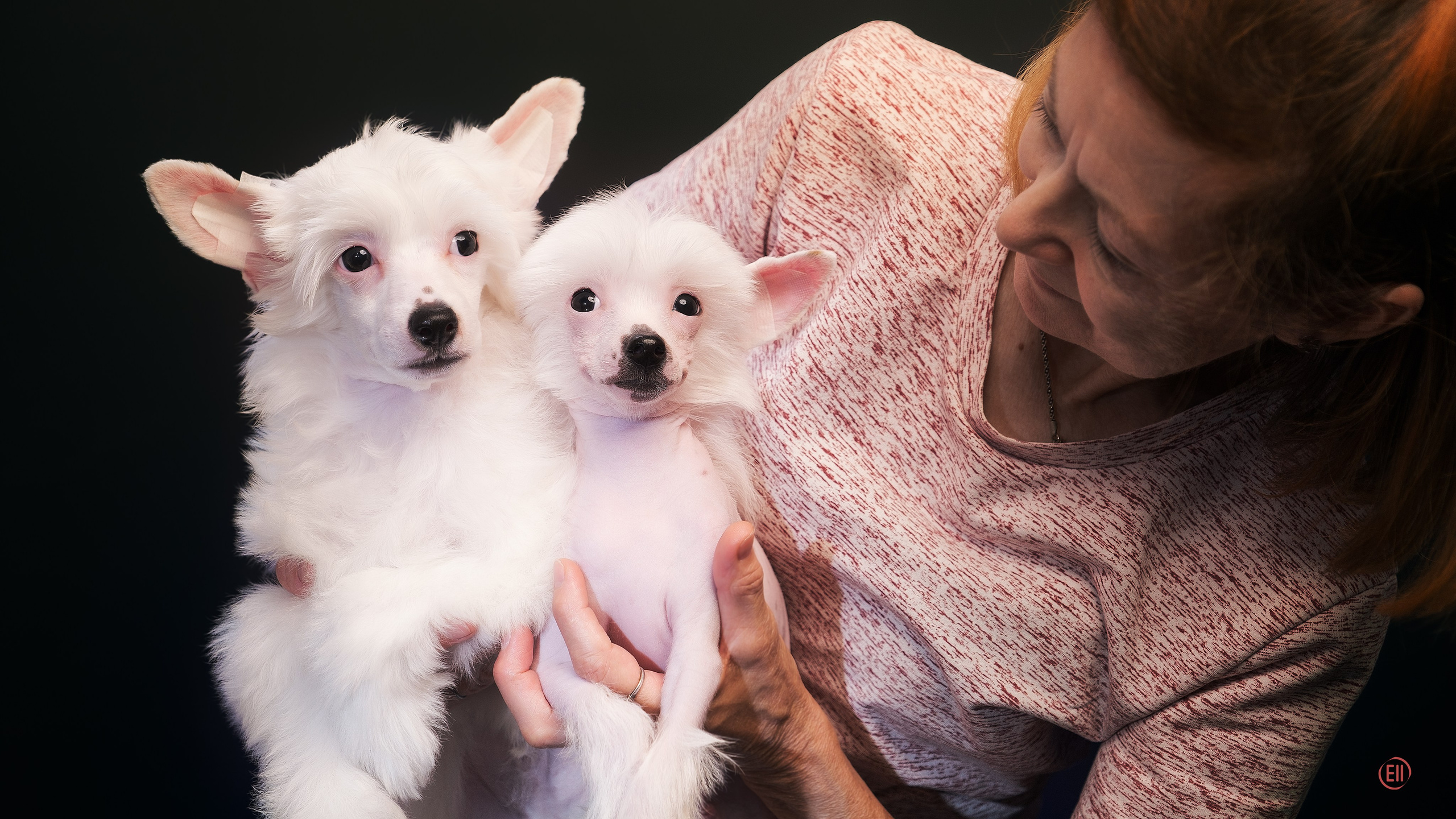 First photo session of the litter “F” of the Laisan Island kennel. Chinese Crested Dog Kennel Poale Ell