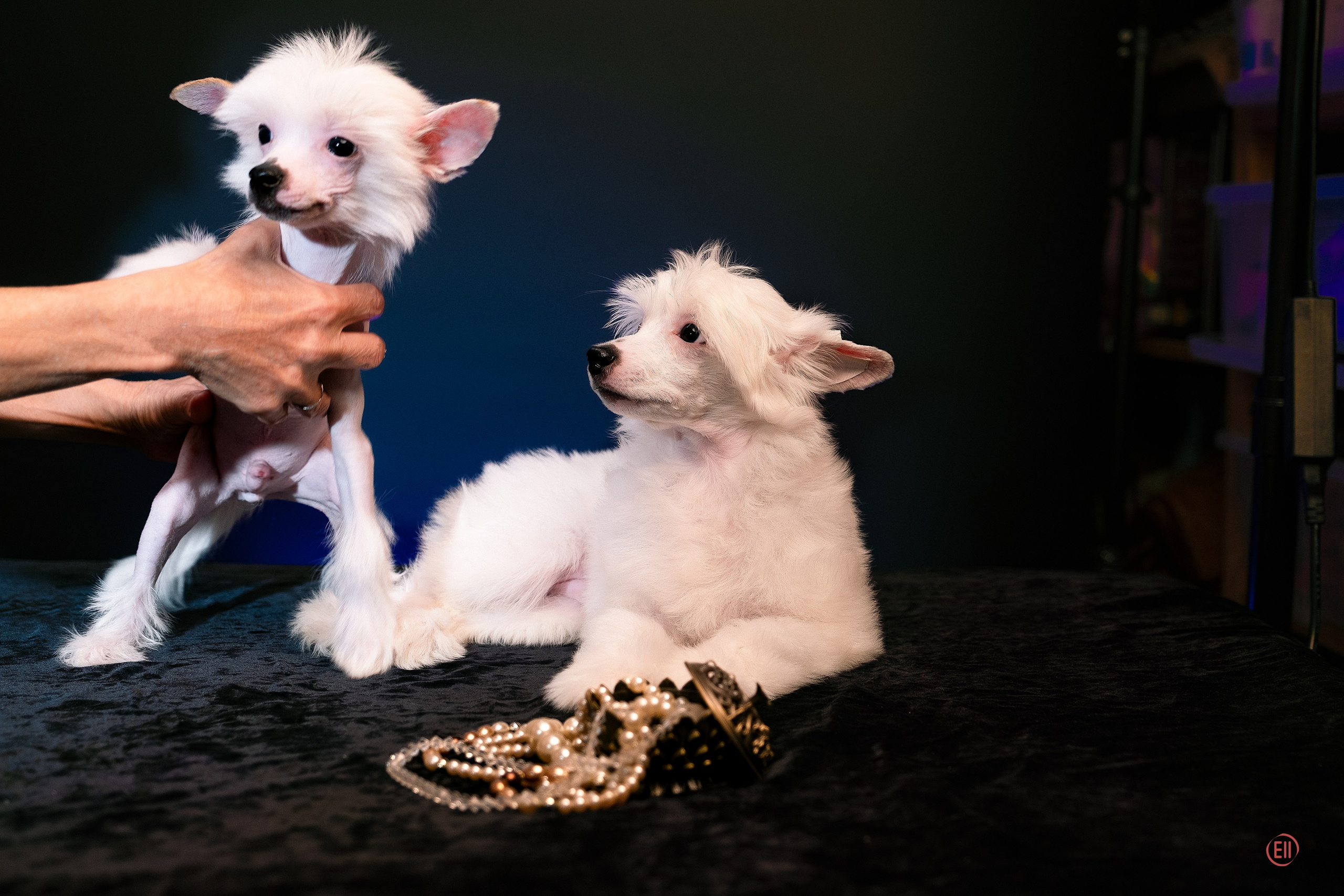 First photo session of the litter “F” of the Laisan Island kennel. Chinese Crested Dog Kennel Poale Ell