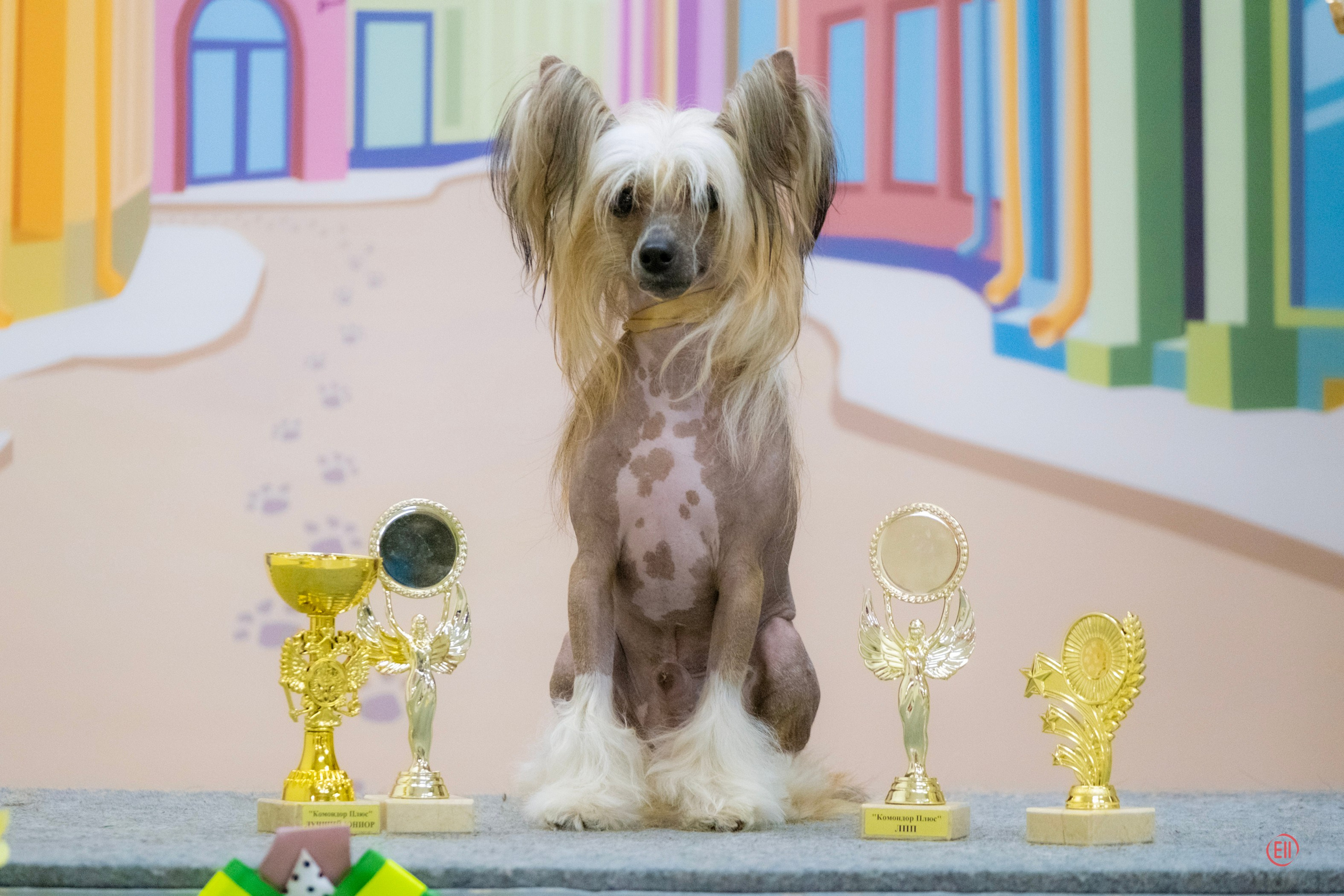 Честер BOB, BIG 2. Мы посетили две выставки. Питомник китайских хохлатых собак Poale Ell: купить щенка