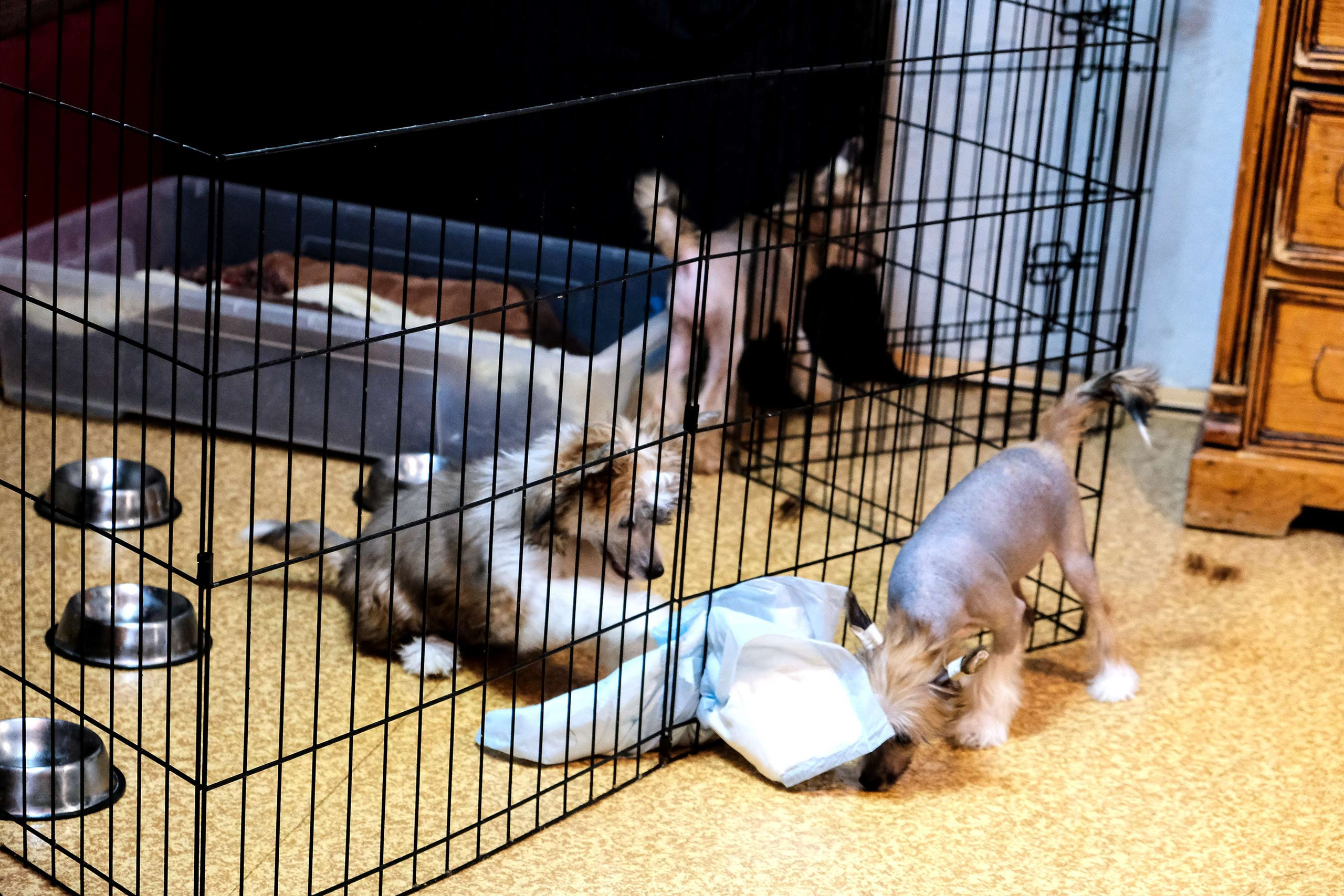 Честер, примерный щенок. Питомник китайских хохлатых собак Poale Ell: купить щенка в питомнике