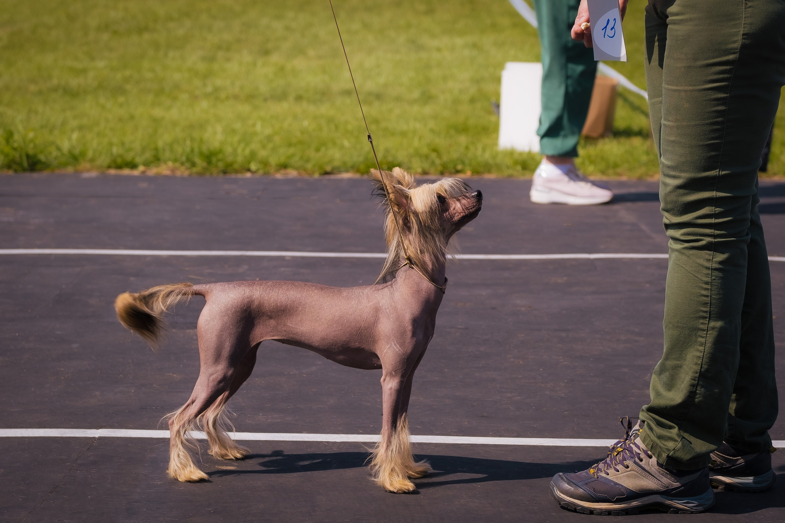 Emma in a stand on the running track of the firefighters' stadium in Lipetsk. Dog show.